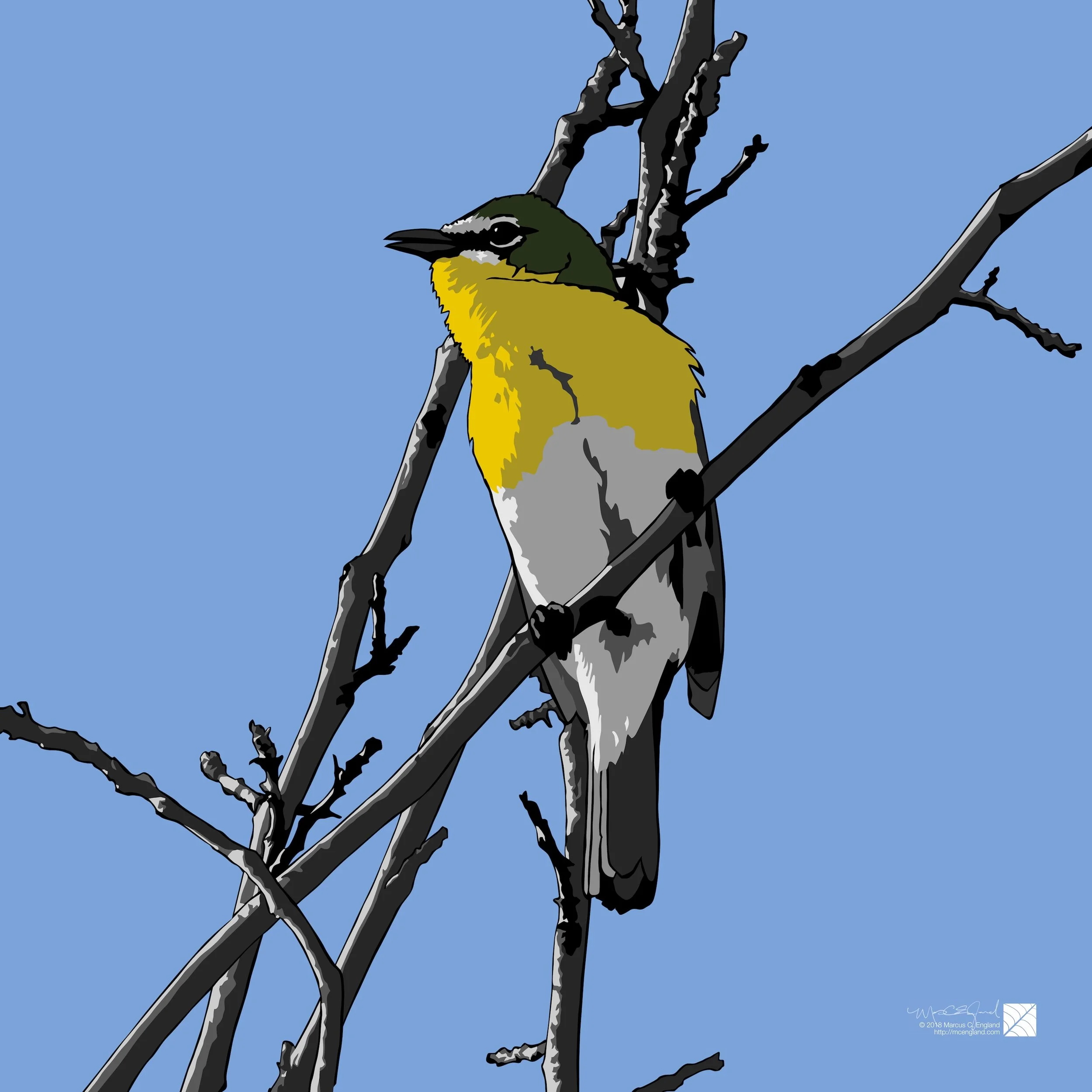 Yellow-breasted Chat