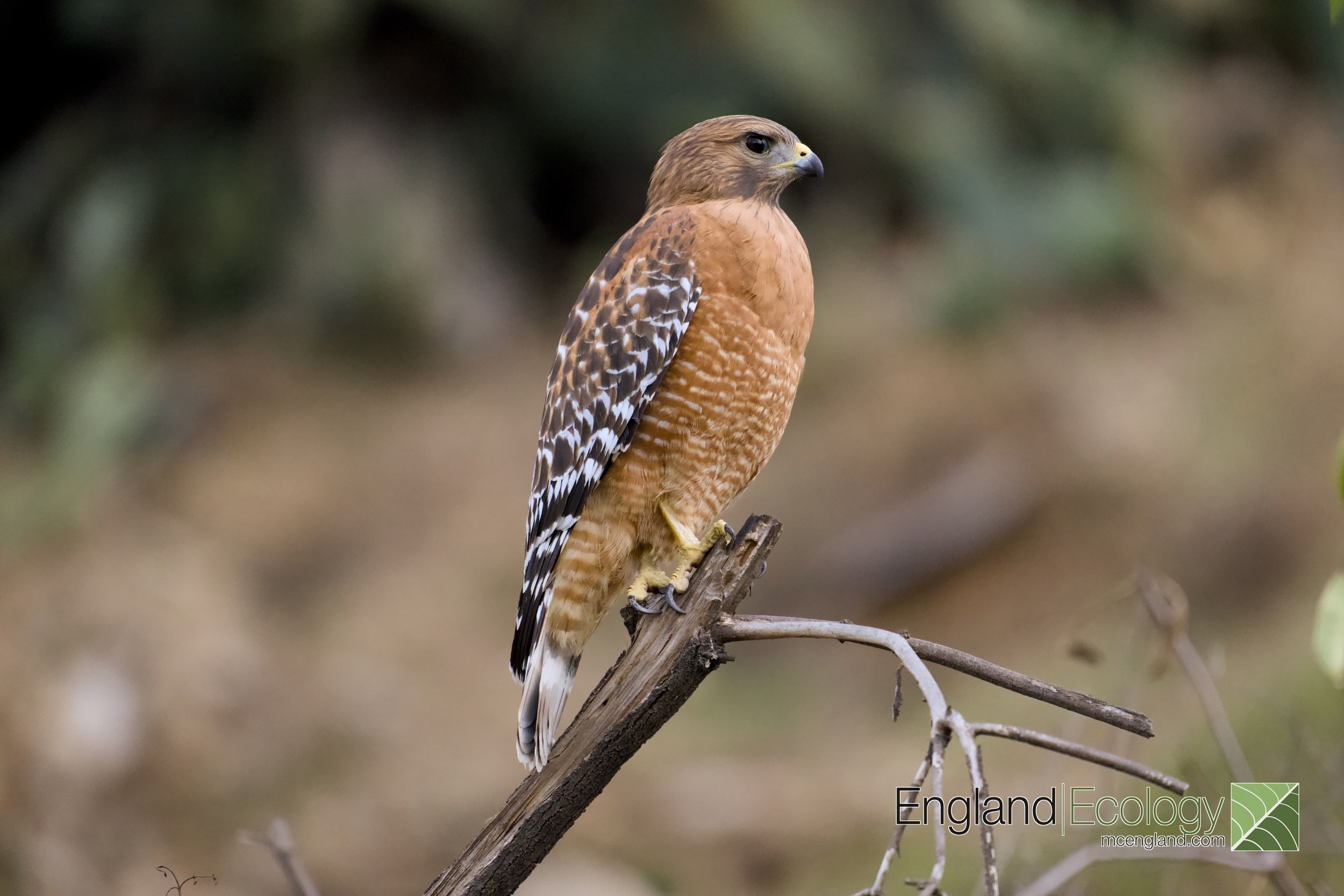 Red-shouldered Hawk
