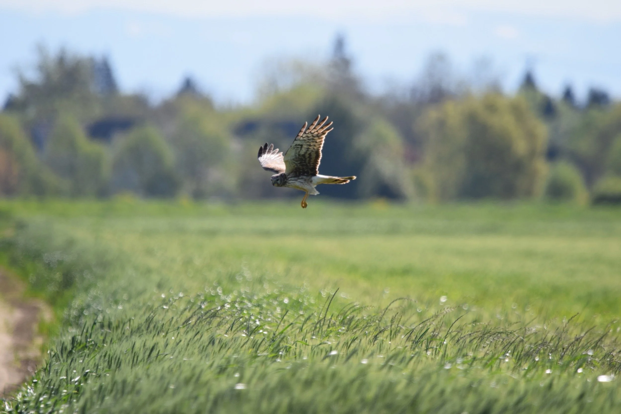 Biological Resources Assessments