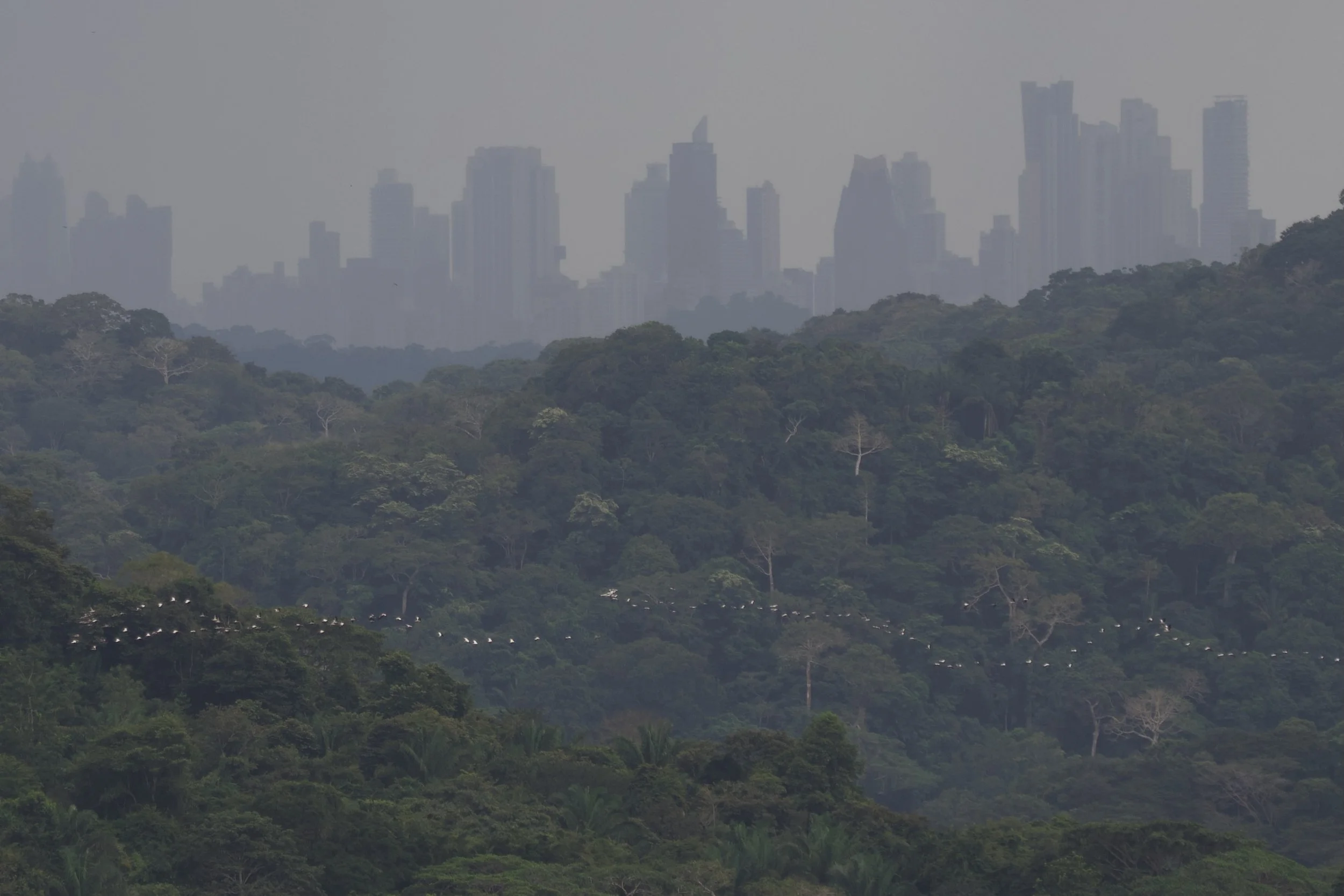 Wood Stork to be Removed from the Federal List of Endangered and Threatened Wildlife