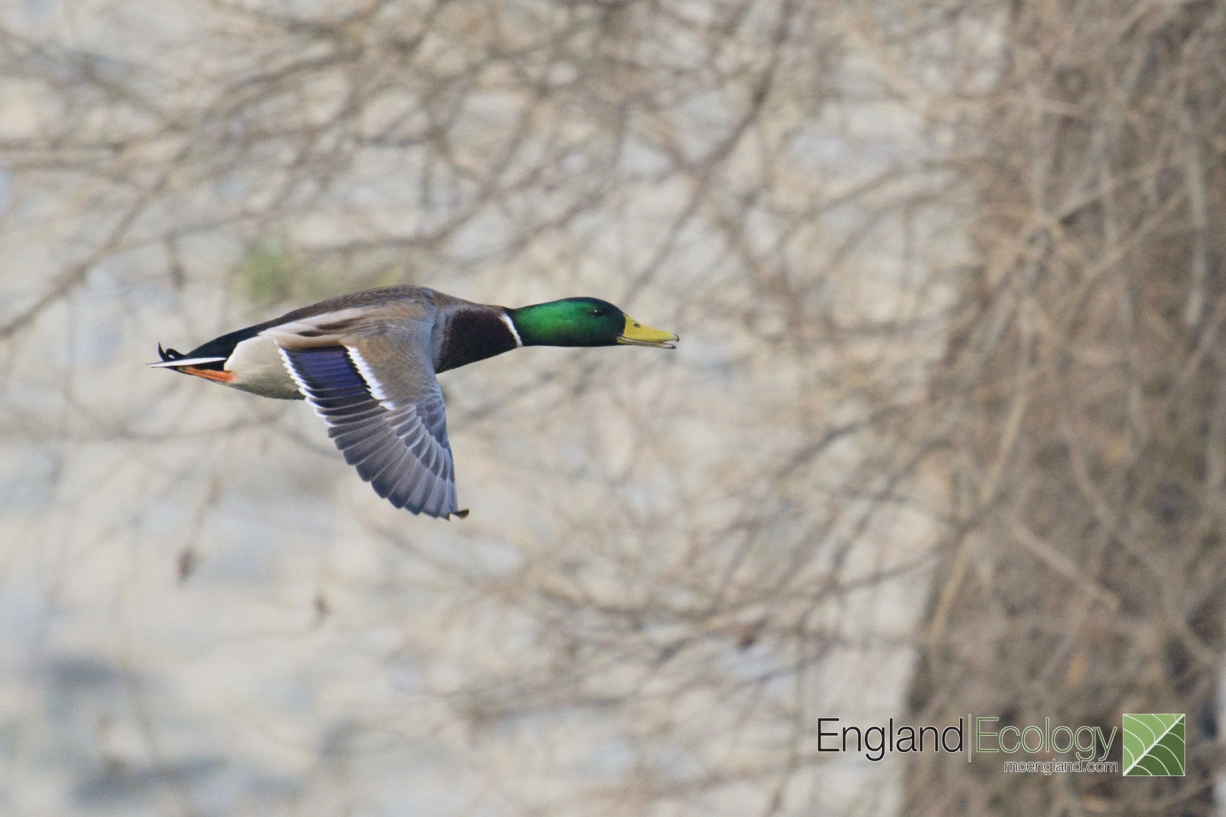 Mallard