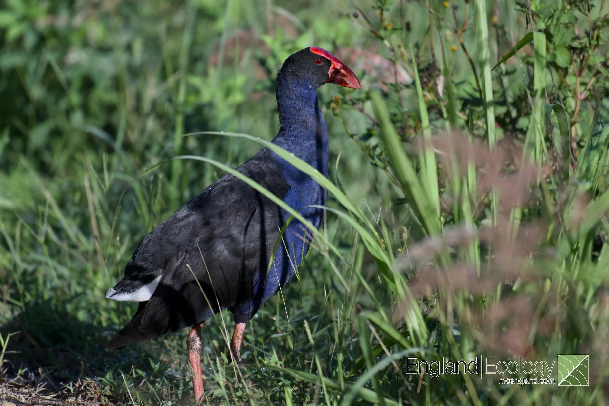 Australasian Swamphen