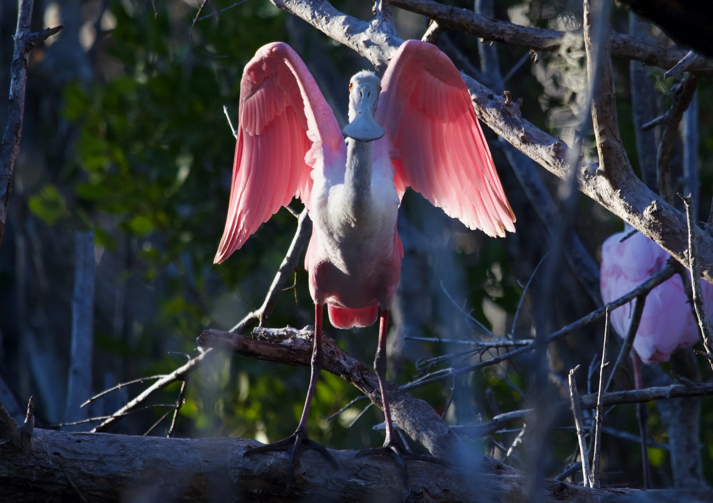 Roseate Spoonbill spreading its wings.