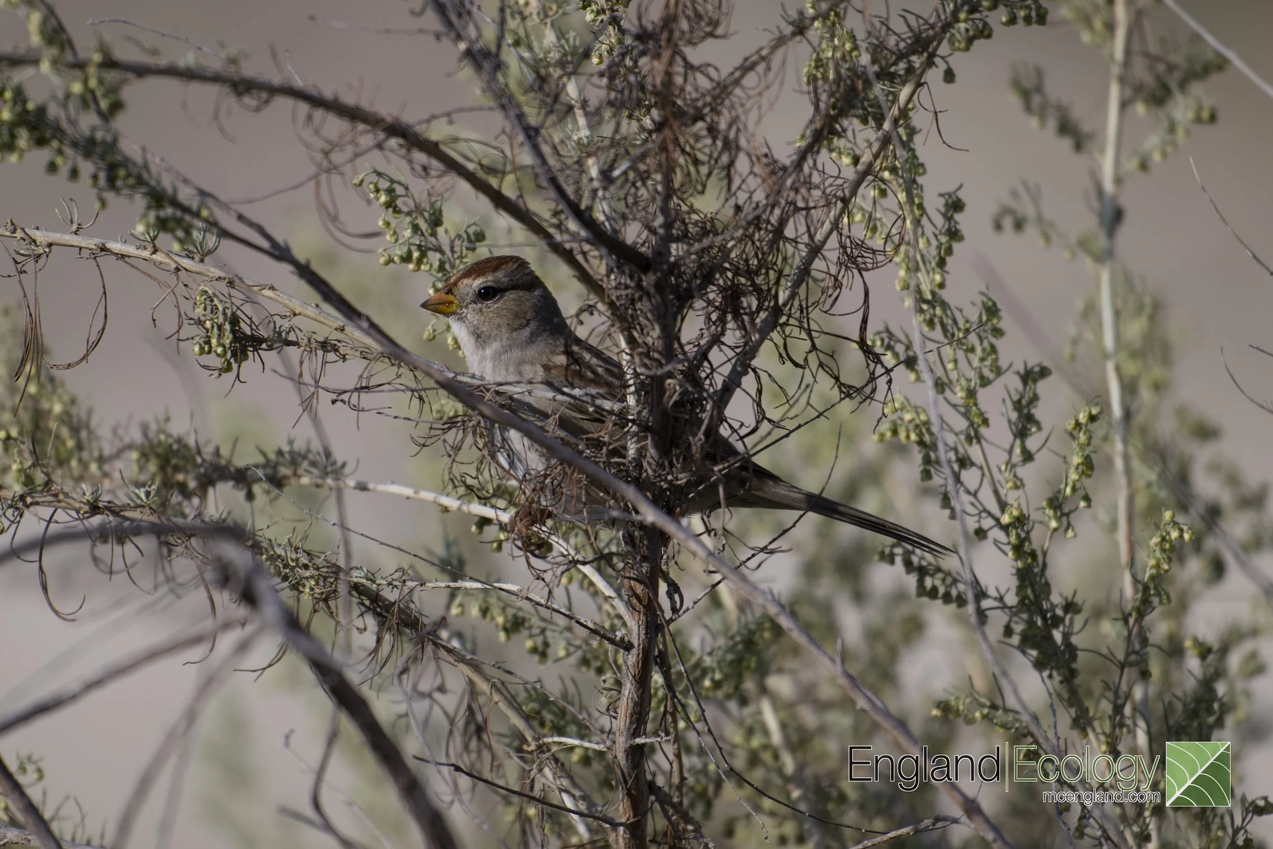 White-crowned Sparrow