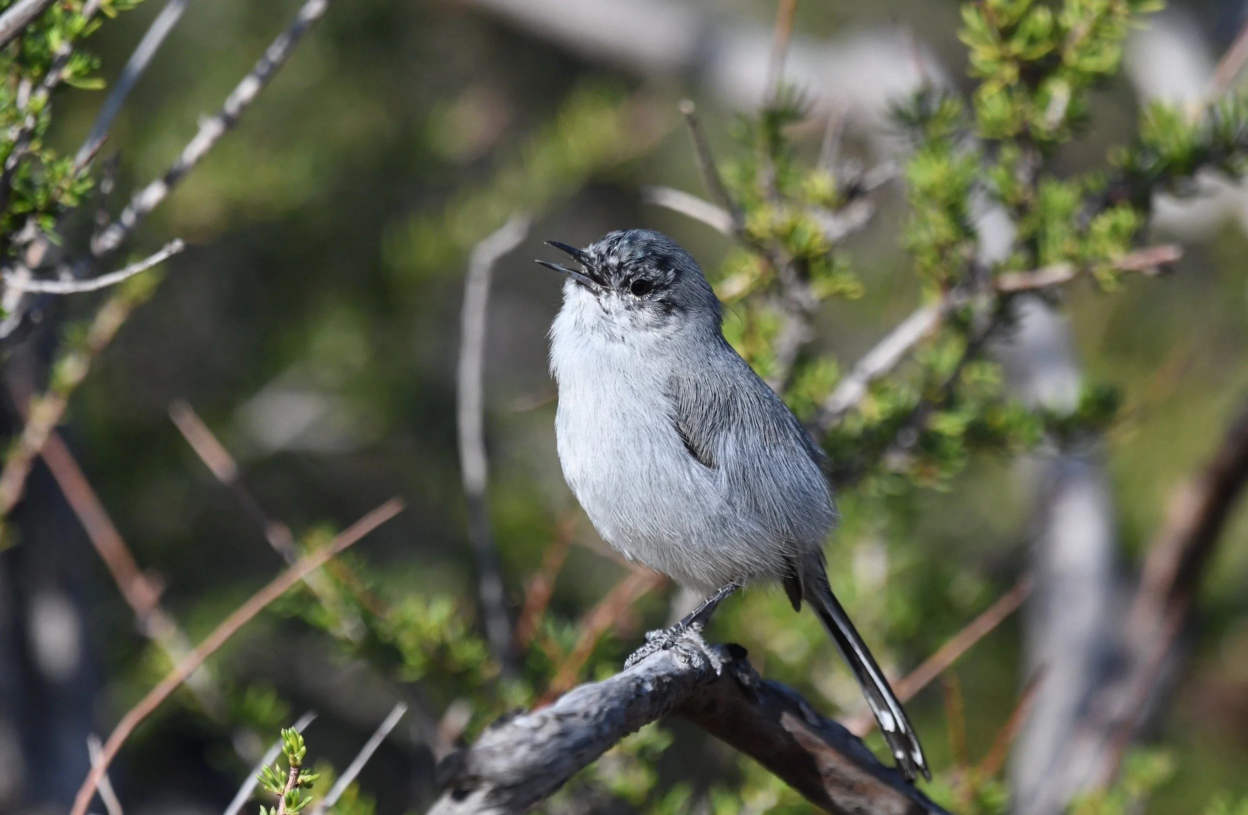 Biological Assessments