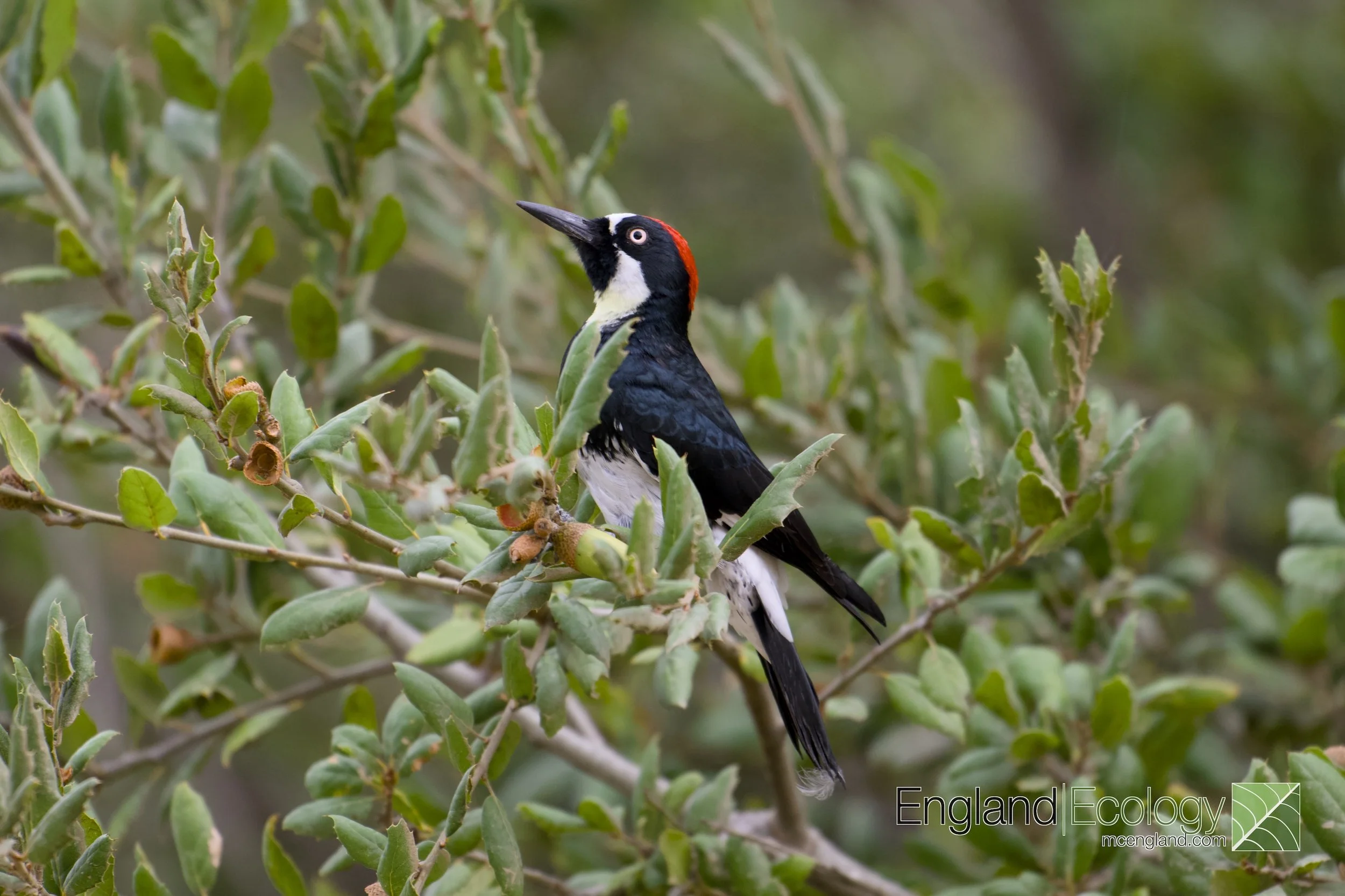 Acorn Woodpecker