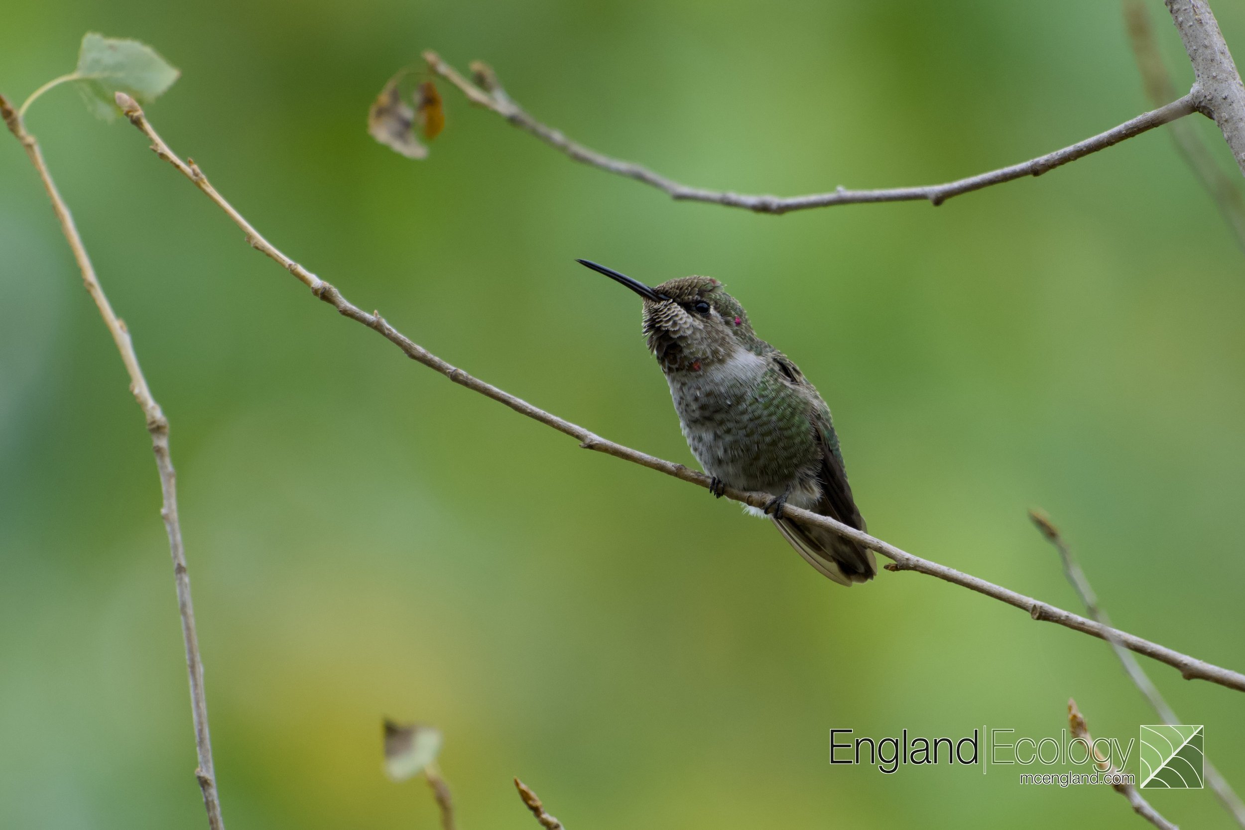 Anna’s Hummingbird