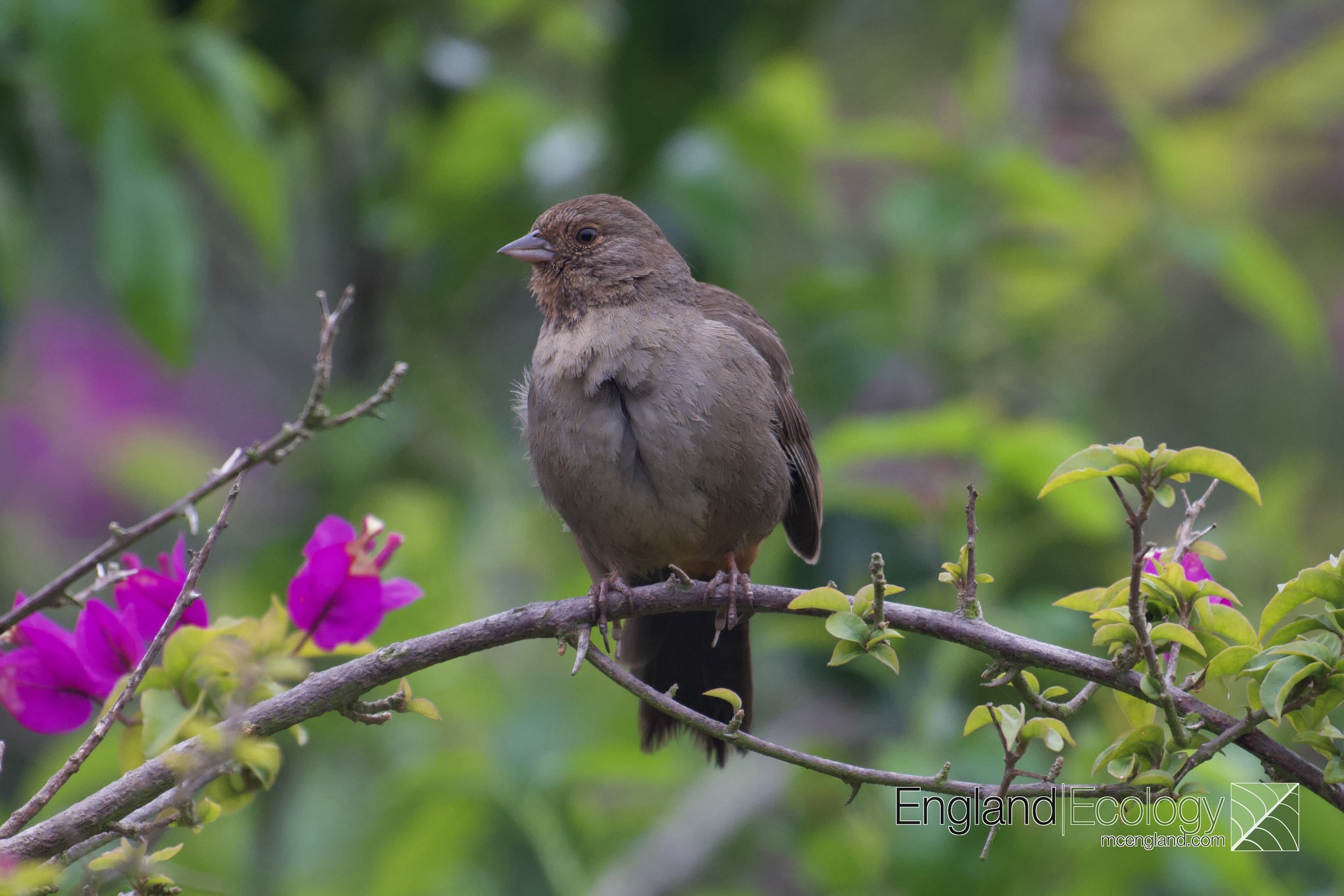 California Towhee
