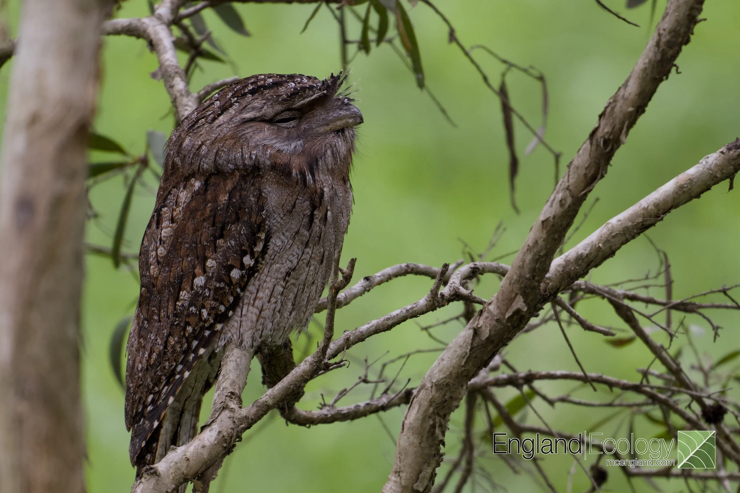 Tawny Frogmouth