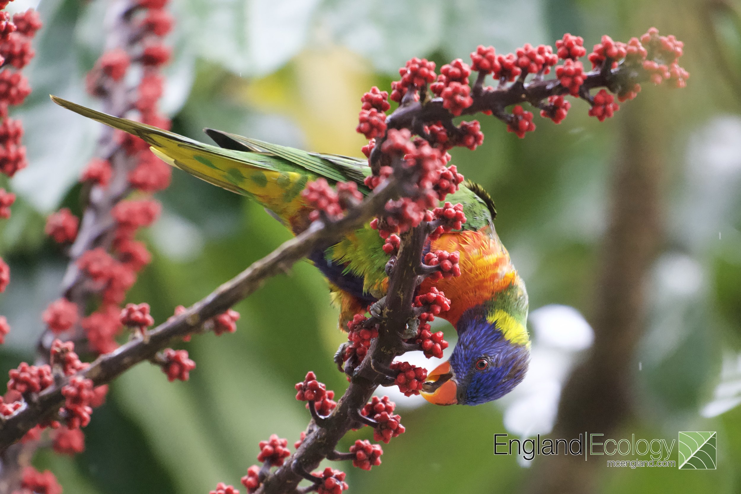 Rainbow Lorikeet Digital Download