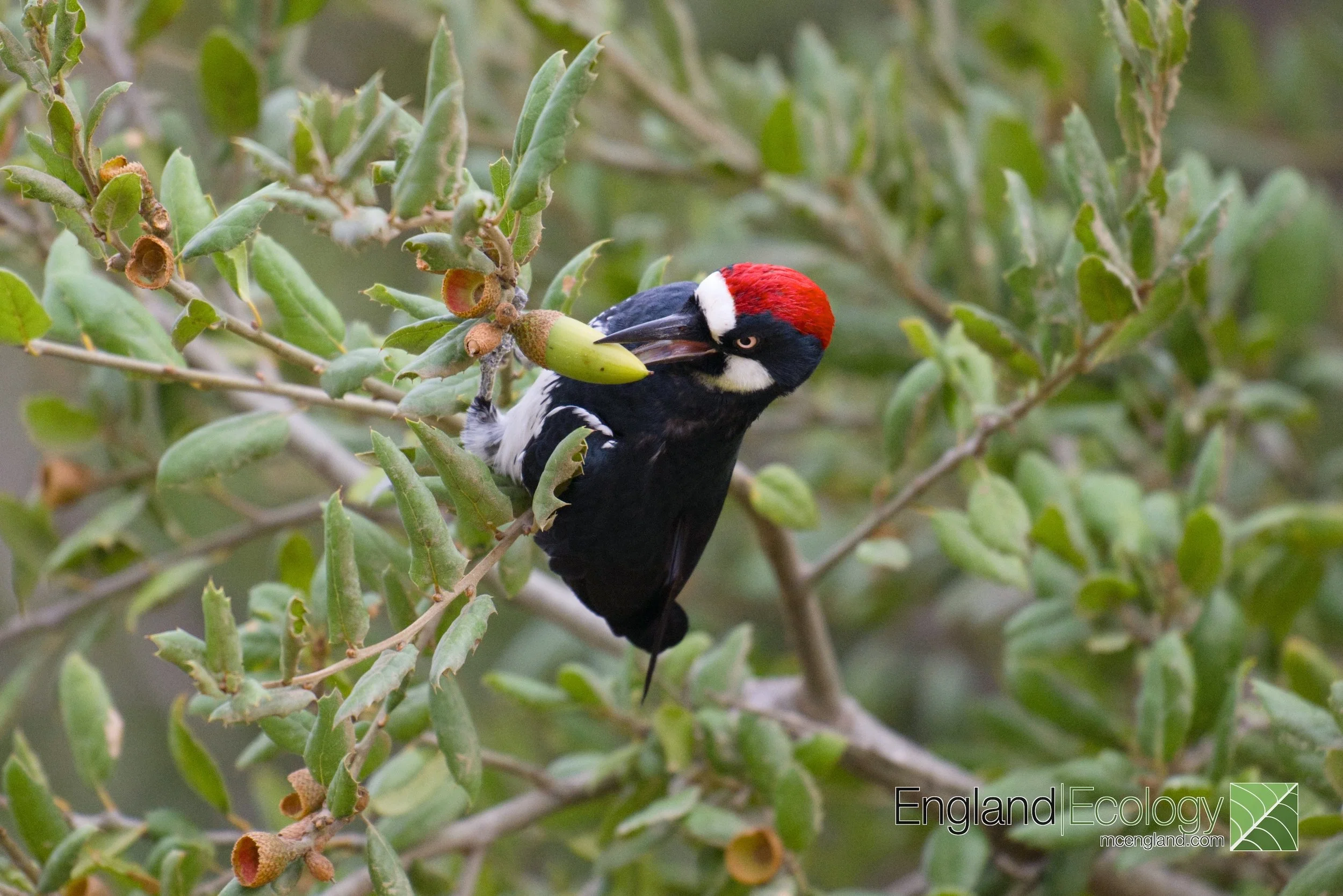 Acorn Woodpecker