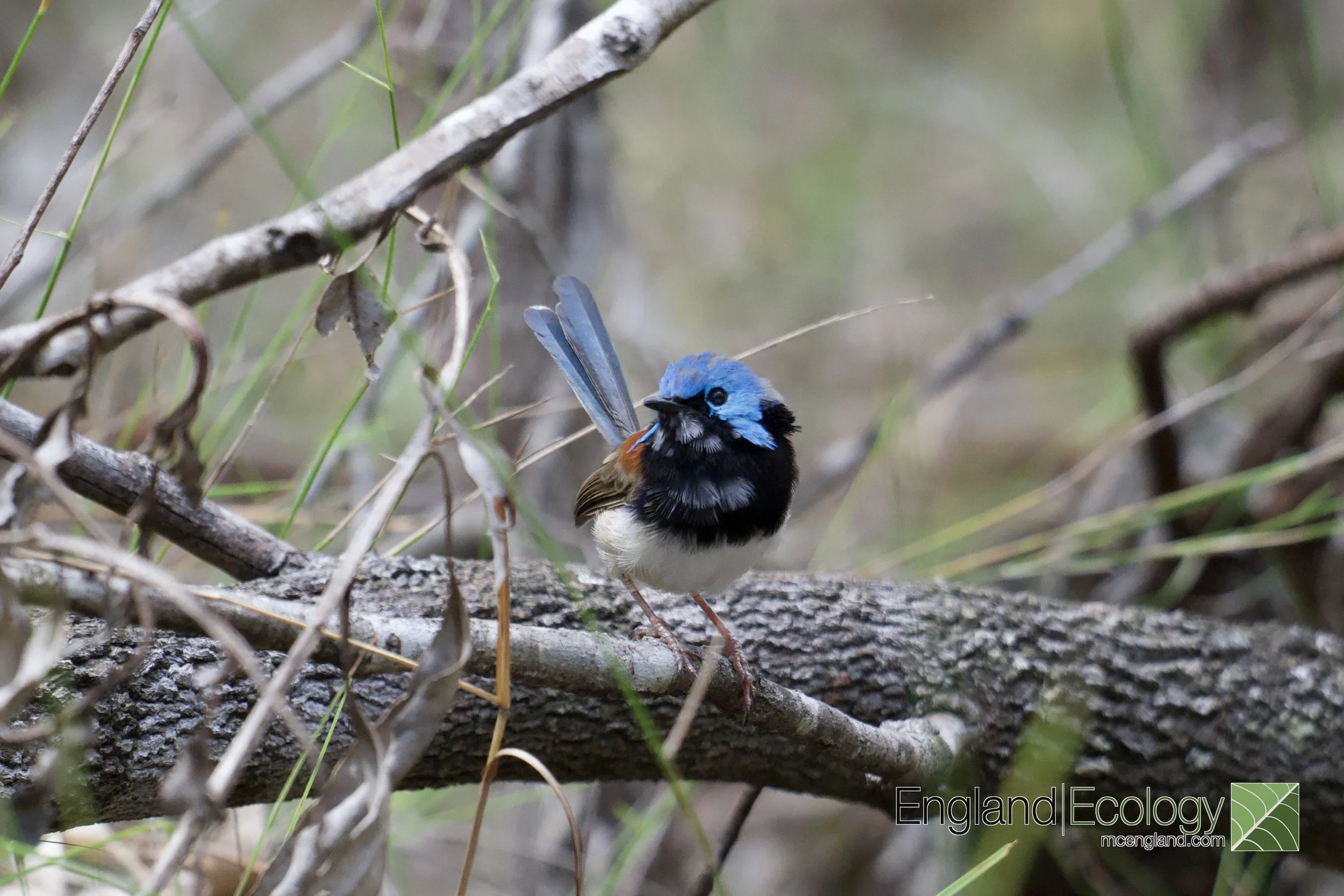 Variegated Fairywren