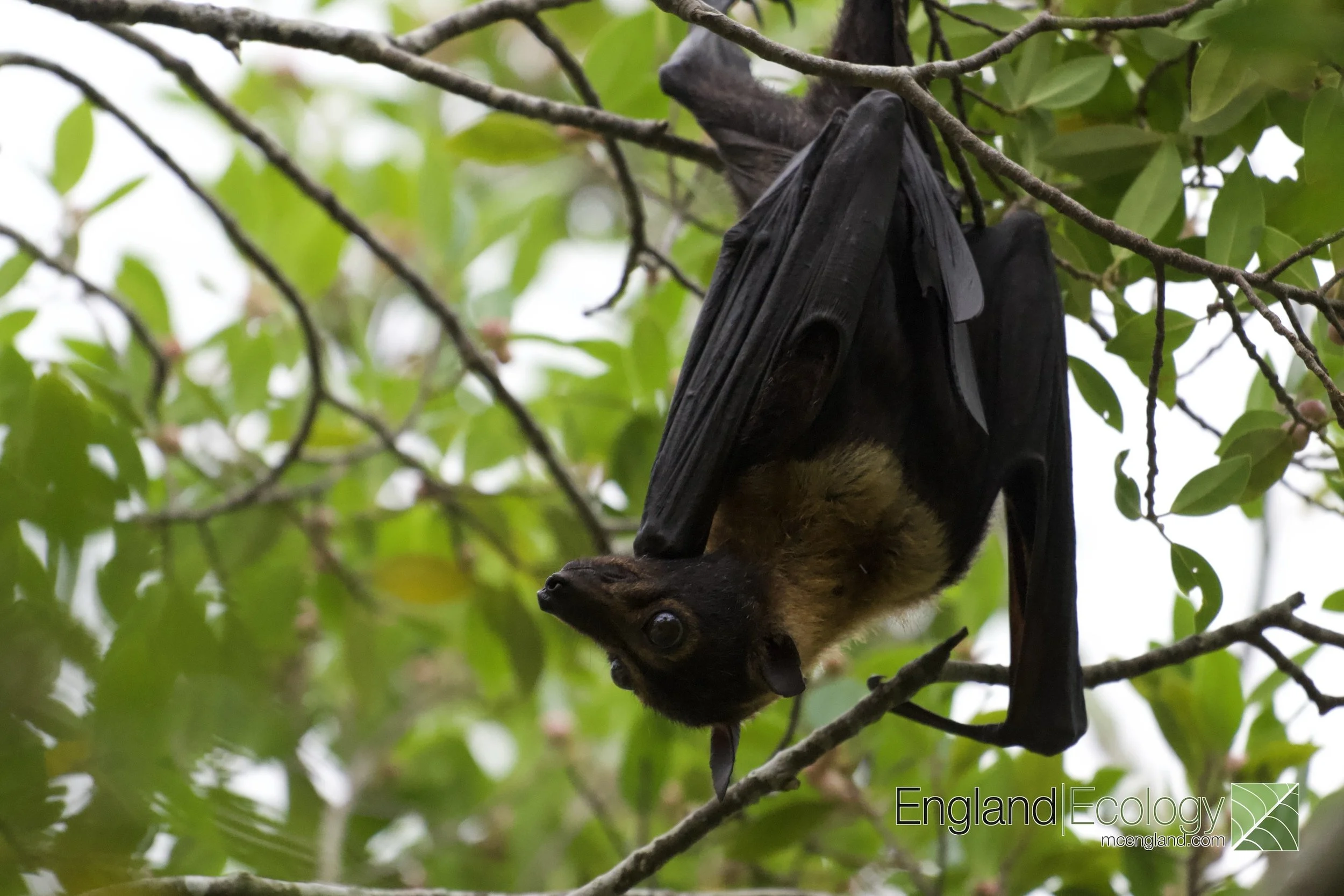 Spectacled Flying-Fox
