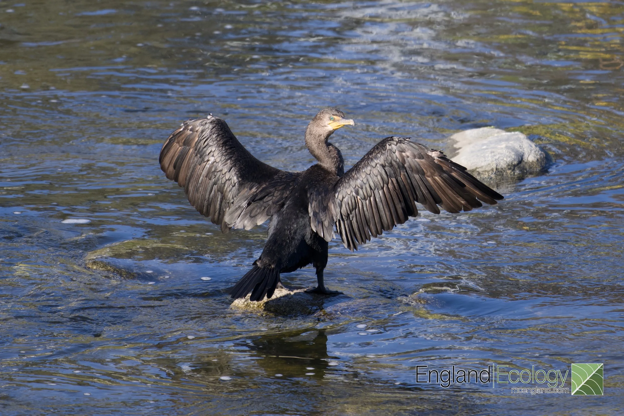 DSC_1234-WM.jpg