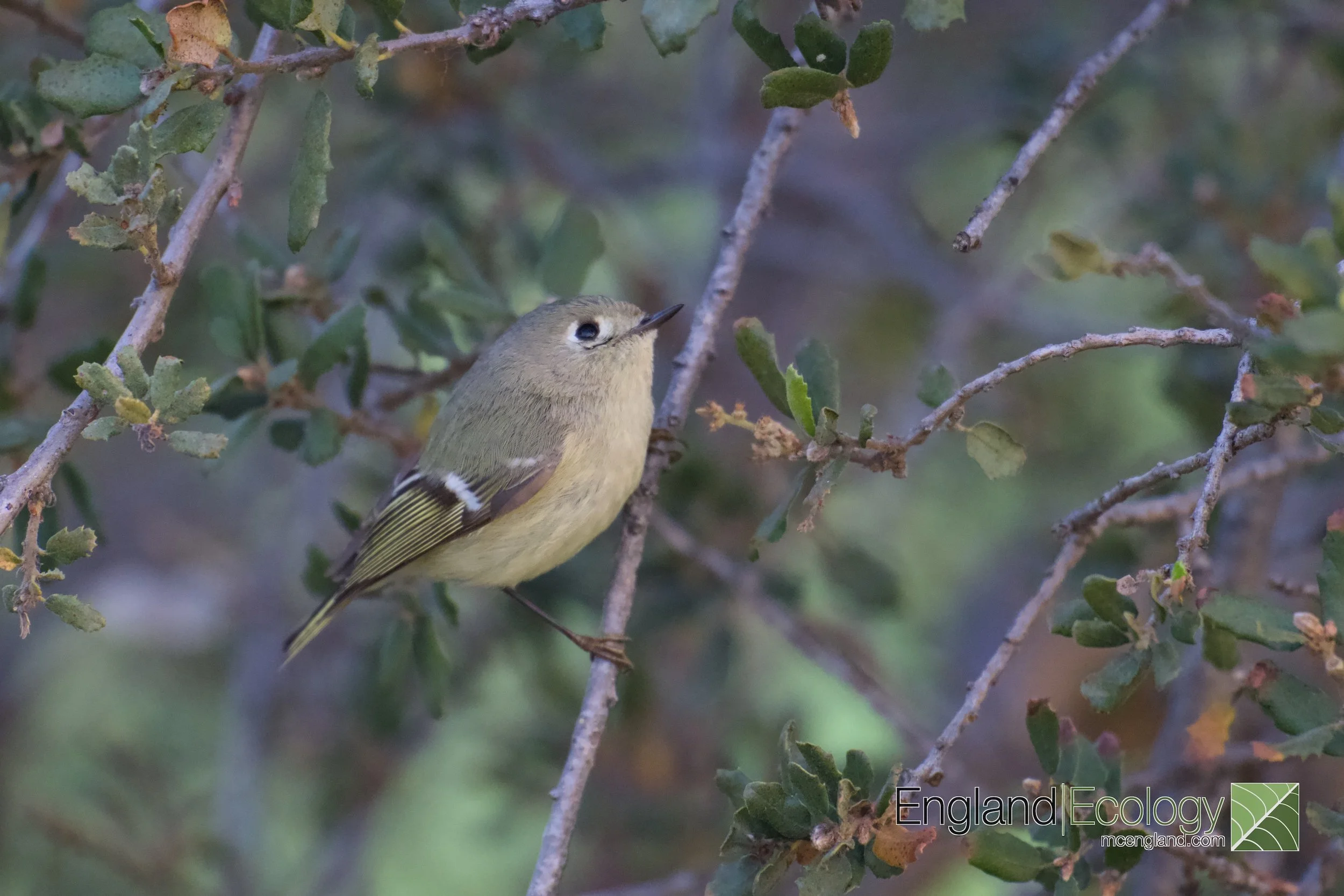 Ruby-crowned Kinglet