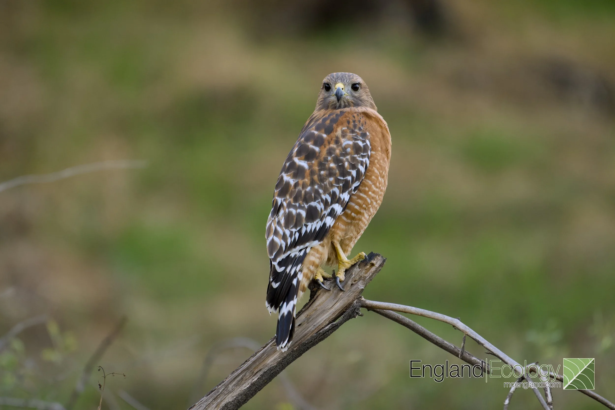 DSC_4116_WM.jpg