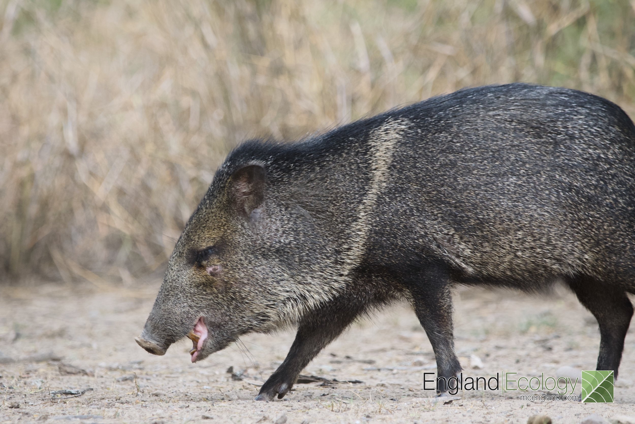 Collared Peccary