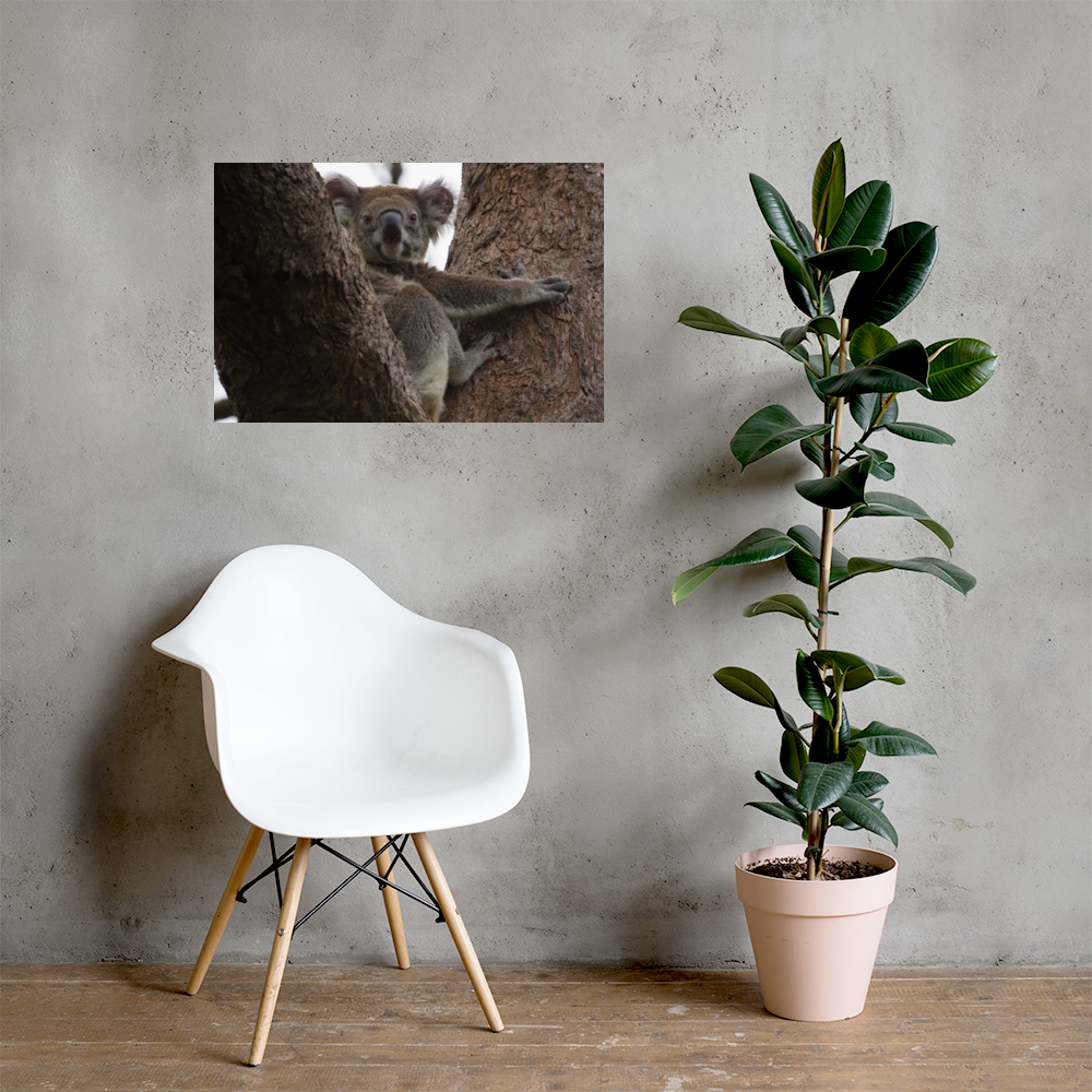 Koala Print