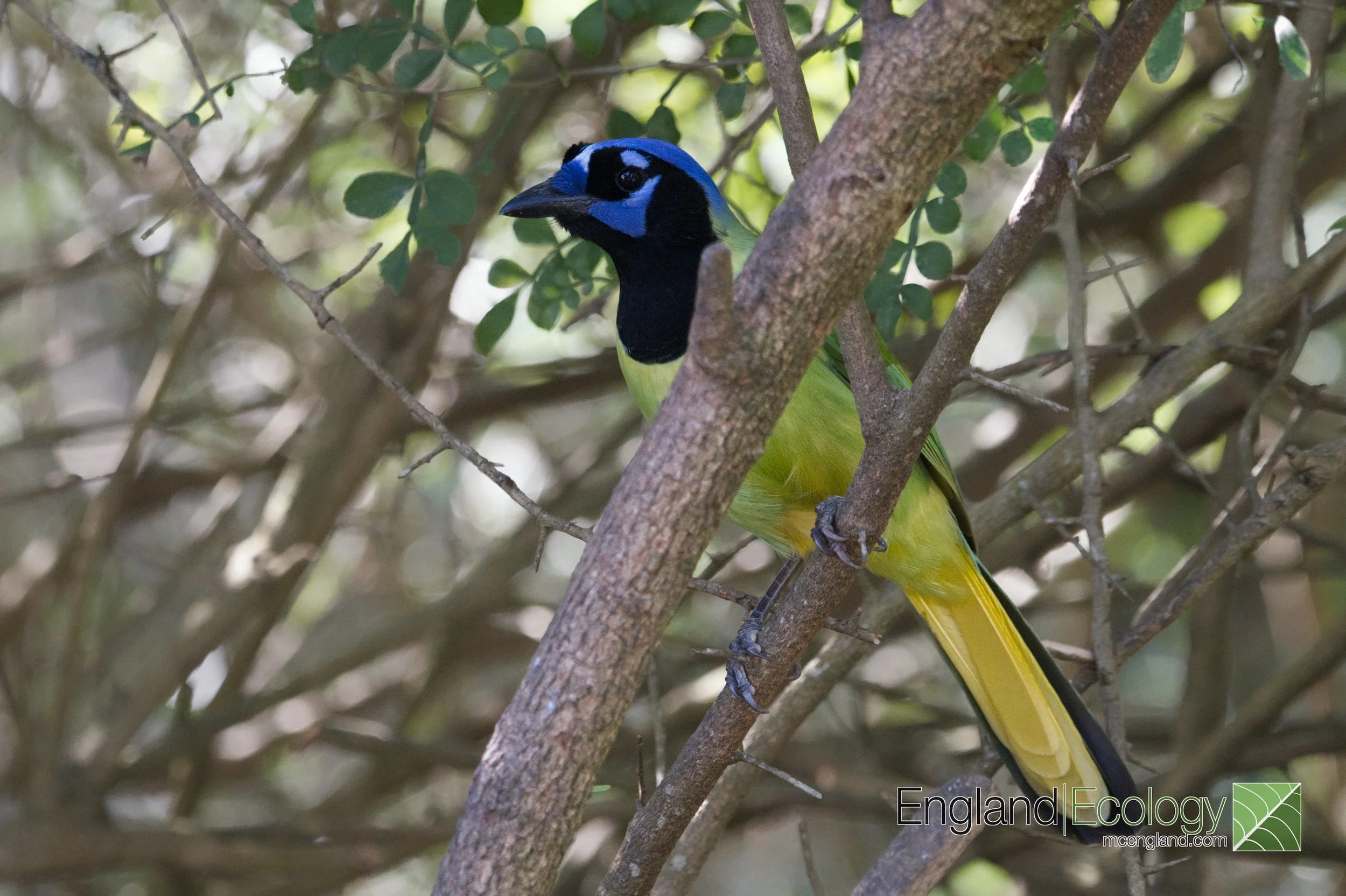 Green Jay