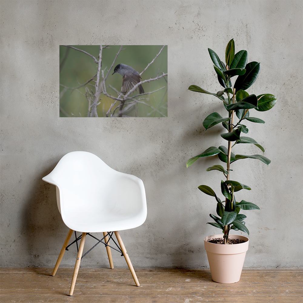 California Gnatcatcher Print