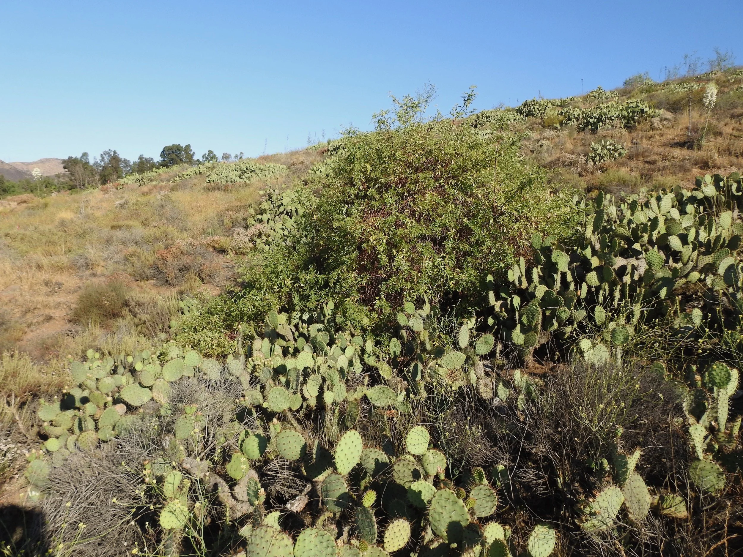 Ventura Estates Plaza