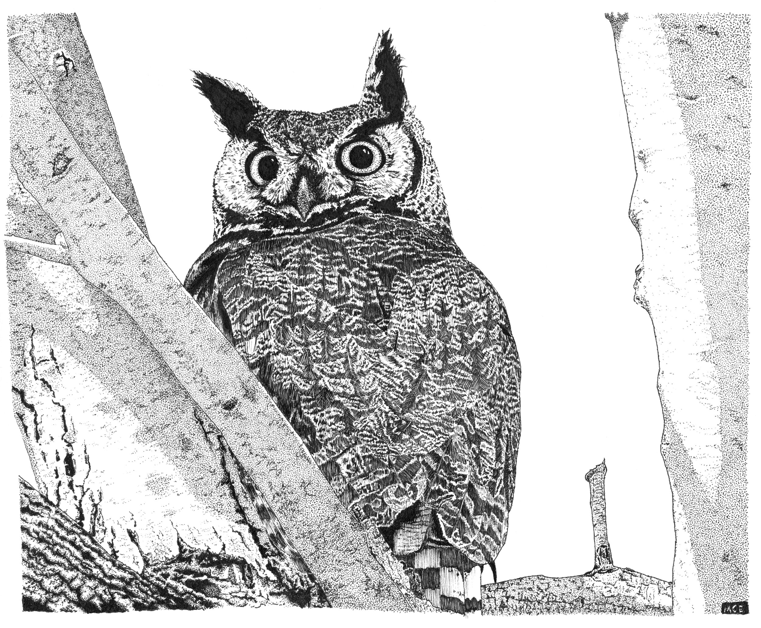 Great Horned Owl