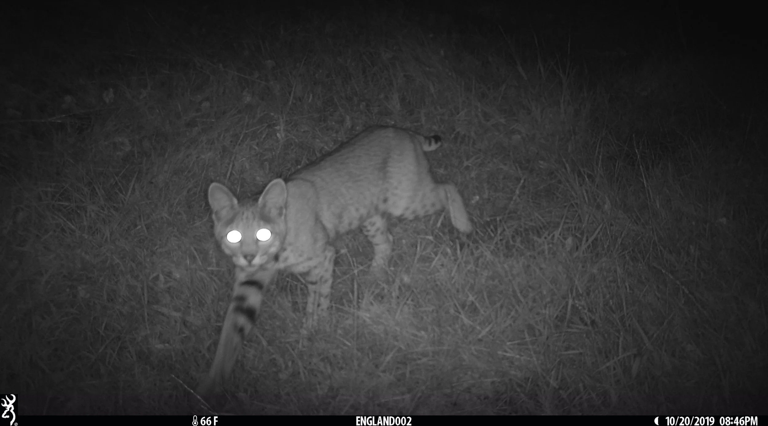 Camera Trapping Studies