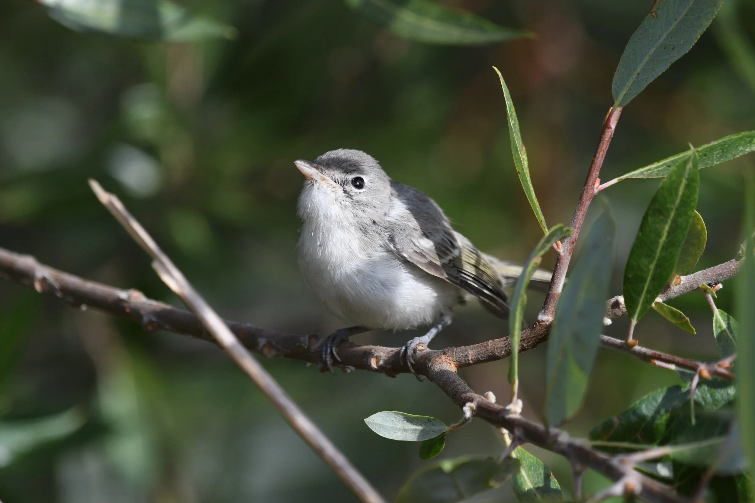 Least Bell's Vireo