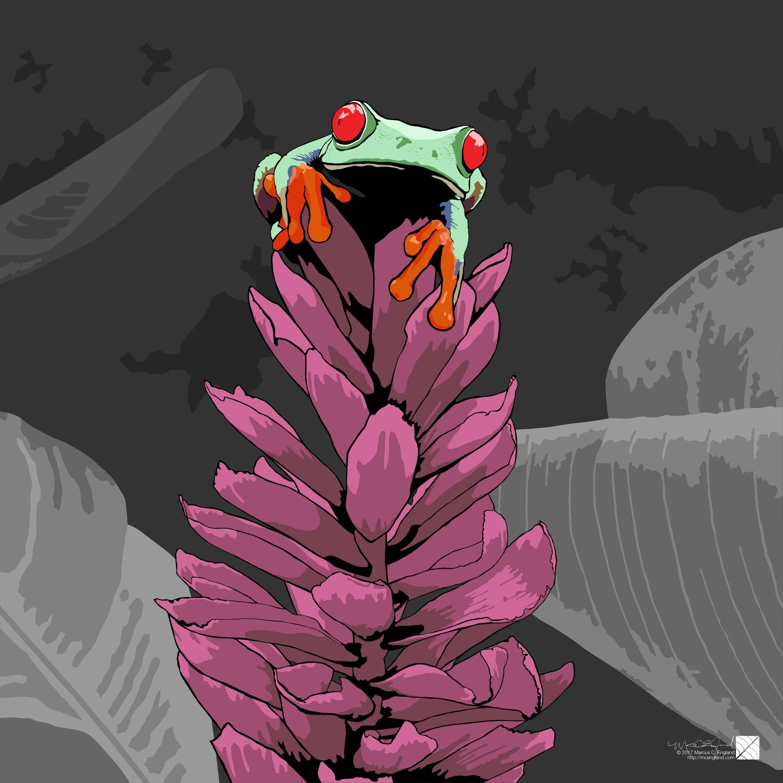 Red-eyed Tree Frog