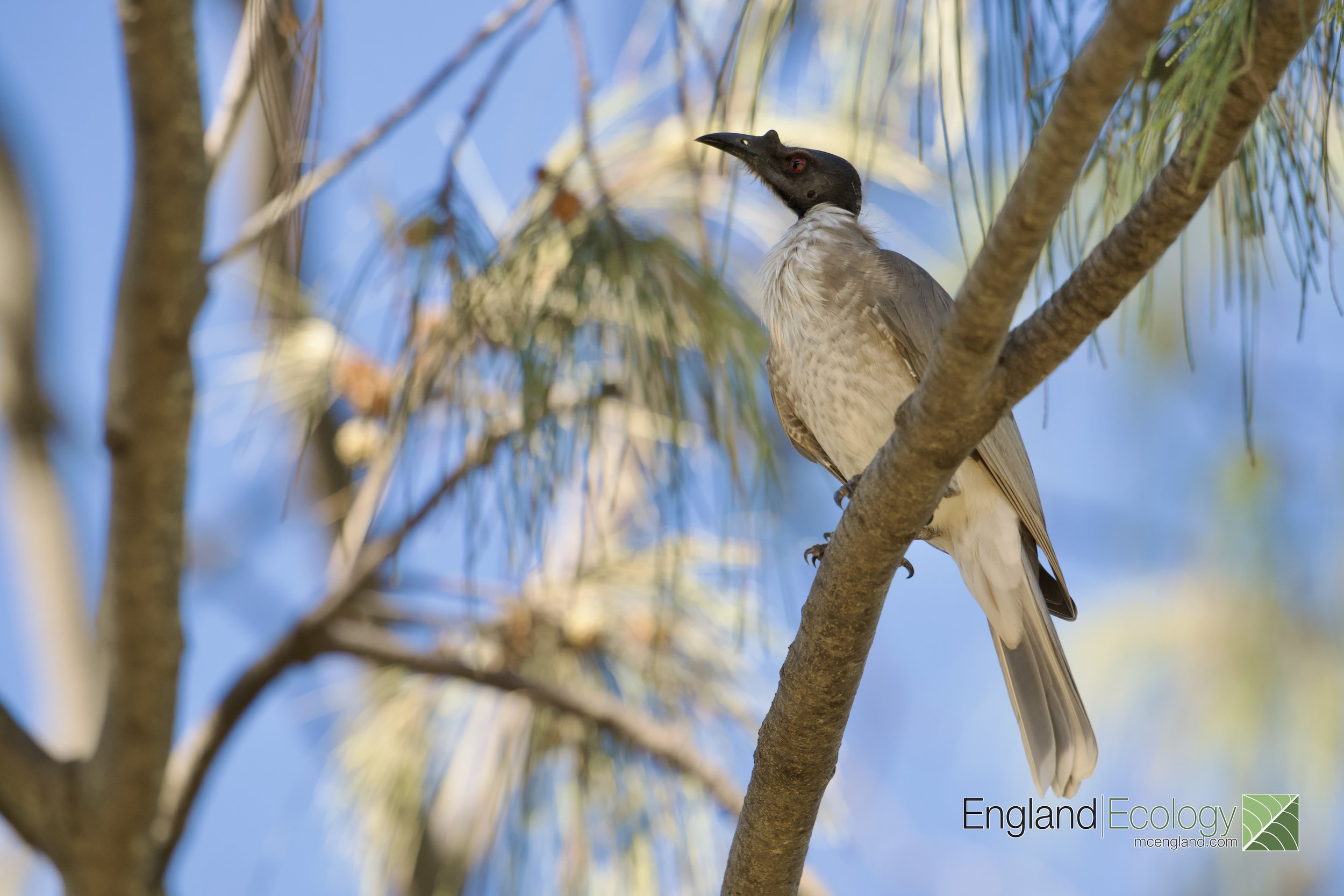 Noisy Friarbird