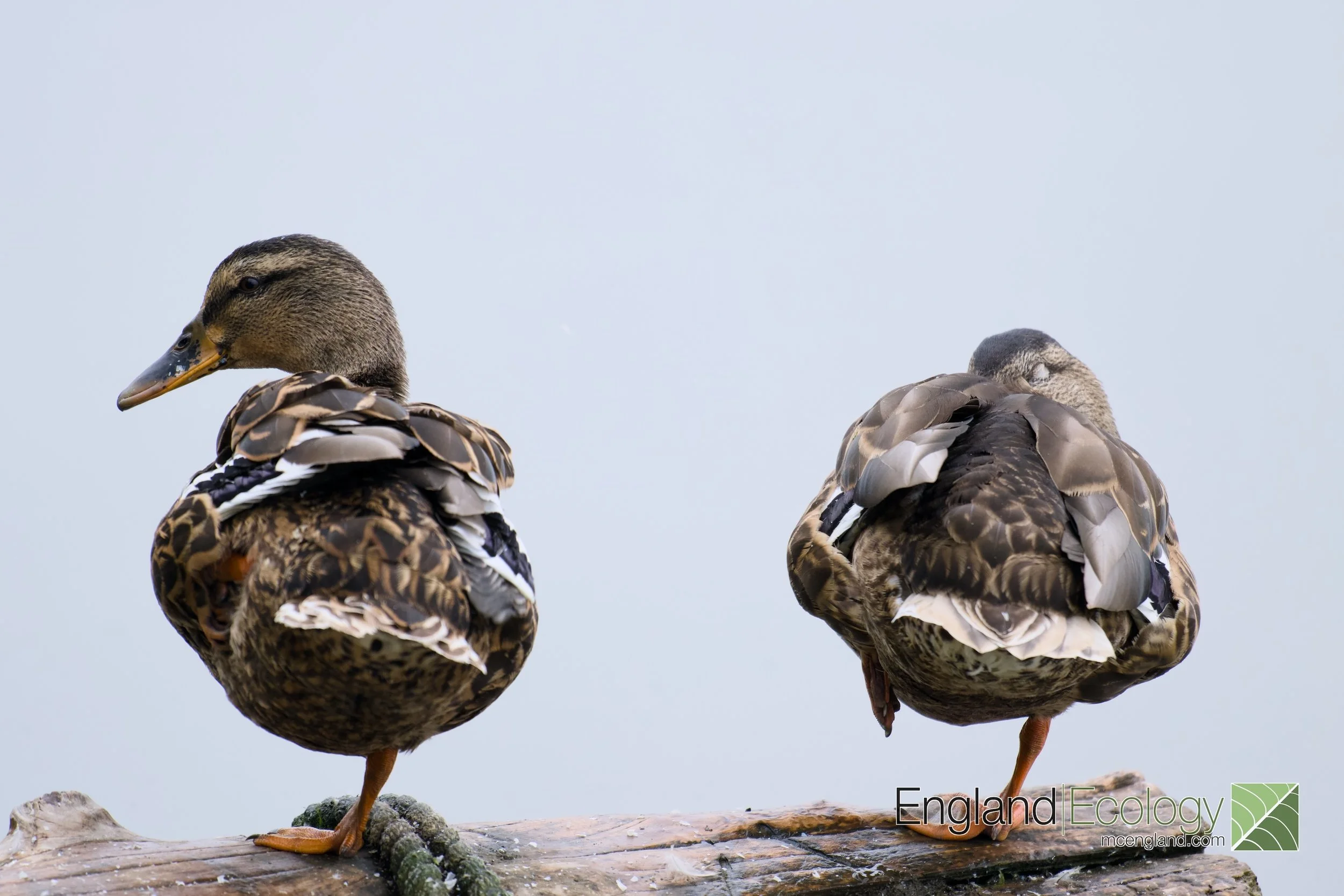 Mallard