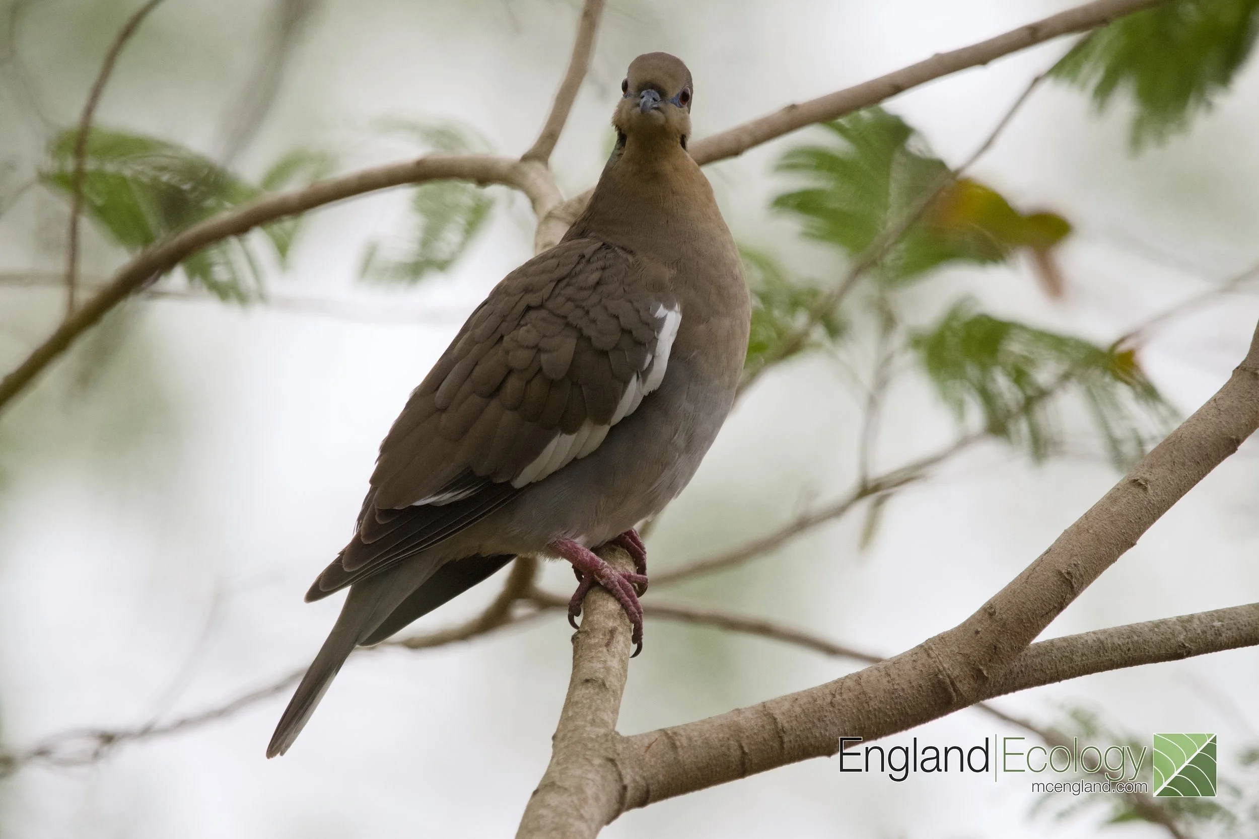 White-winged Dove