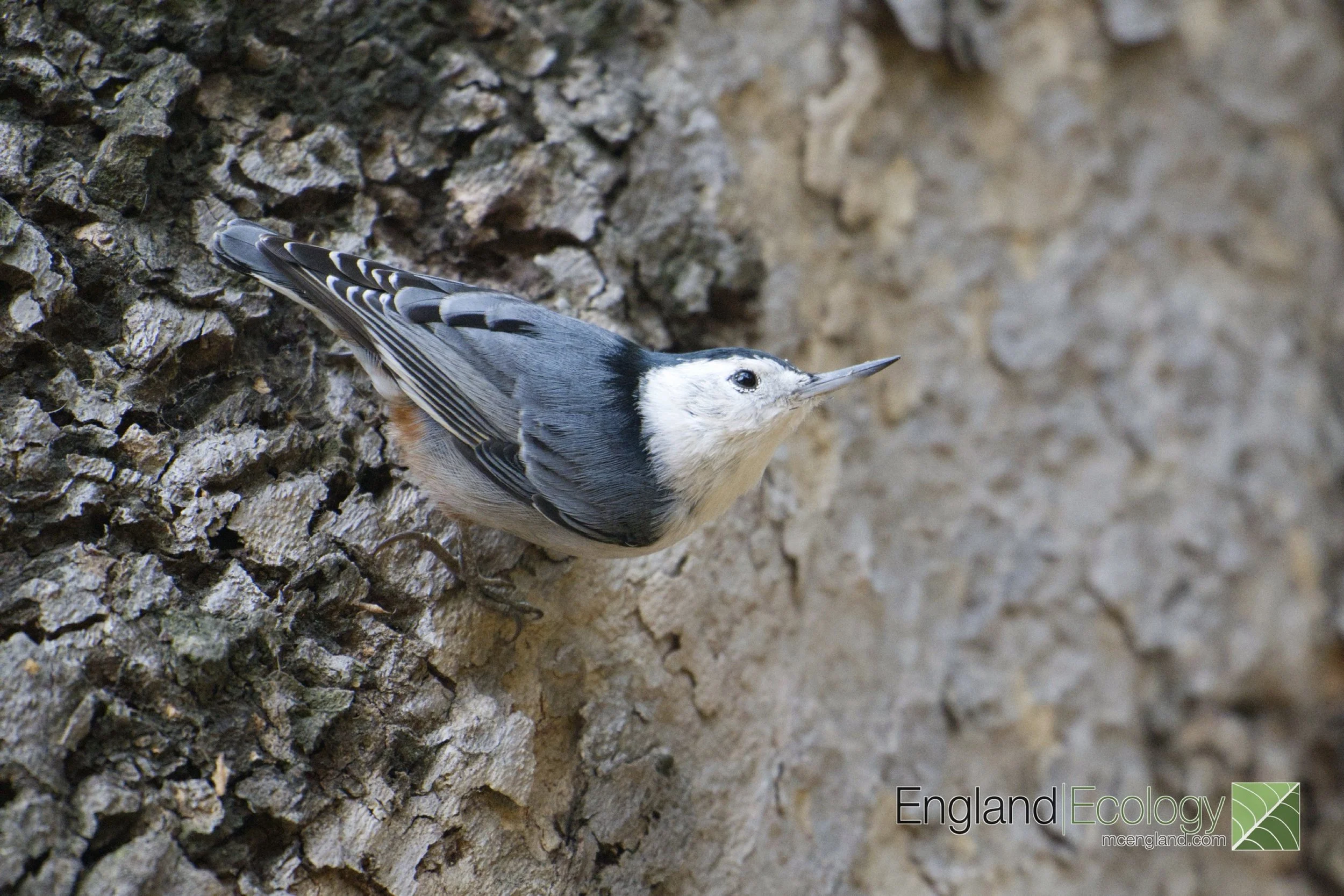 White-breasted Nuthatch Digital Download