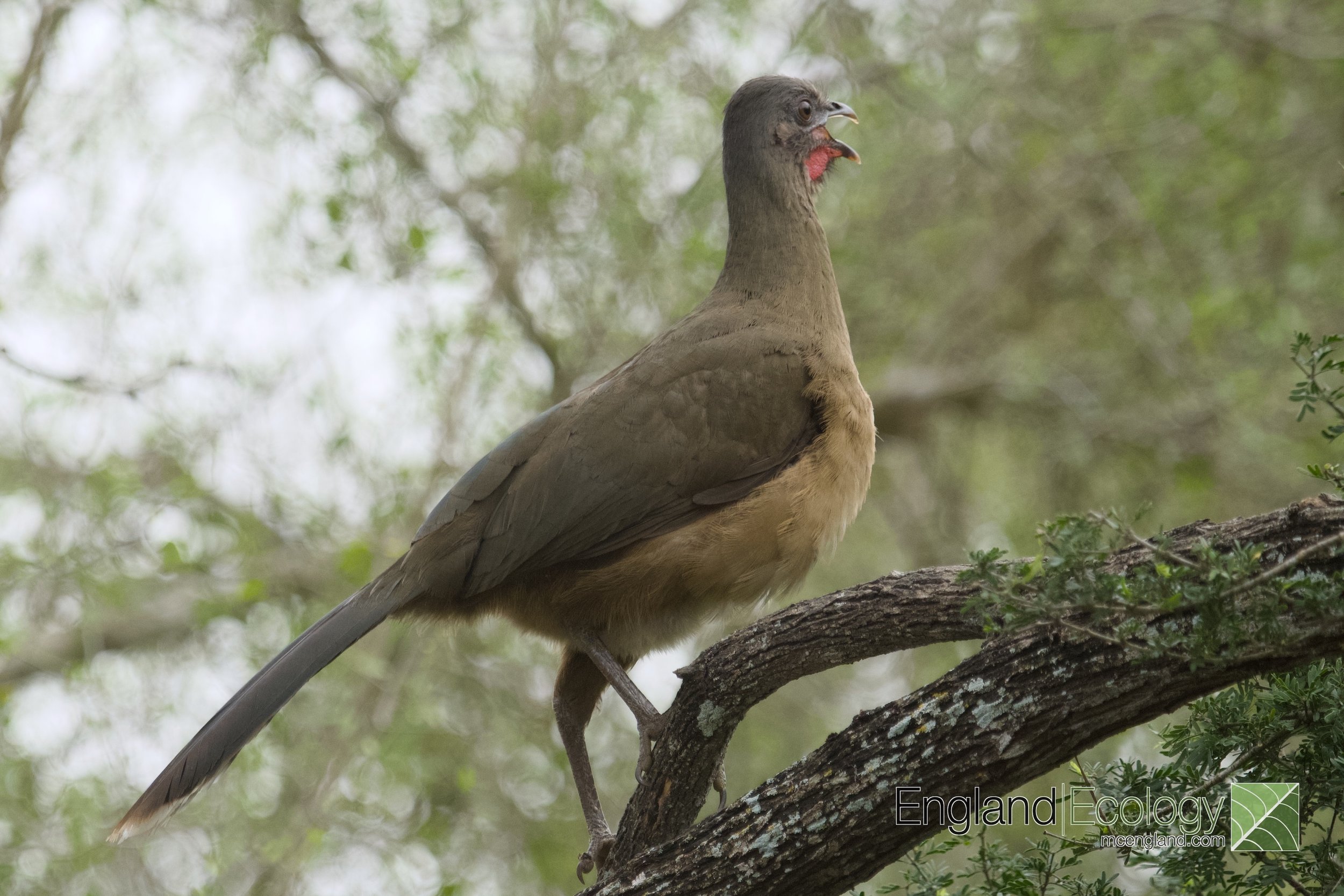 Plain Chachalaca