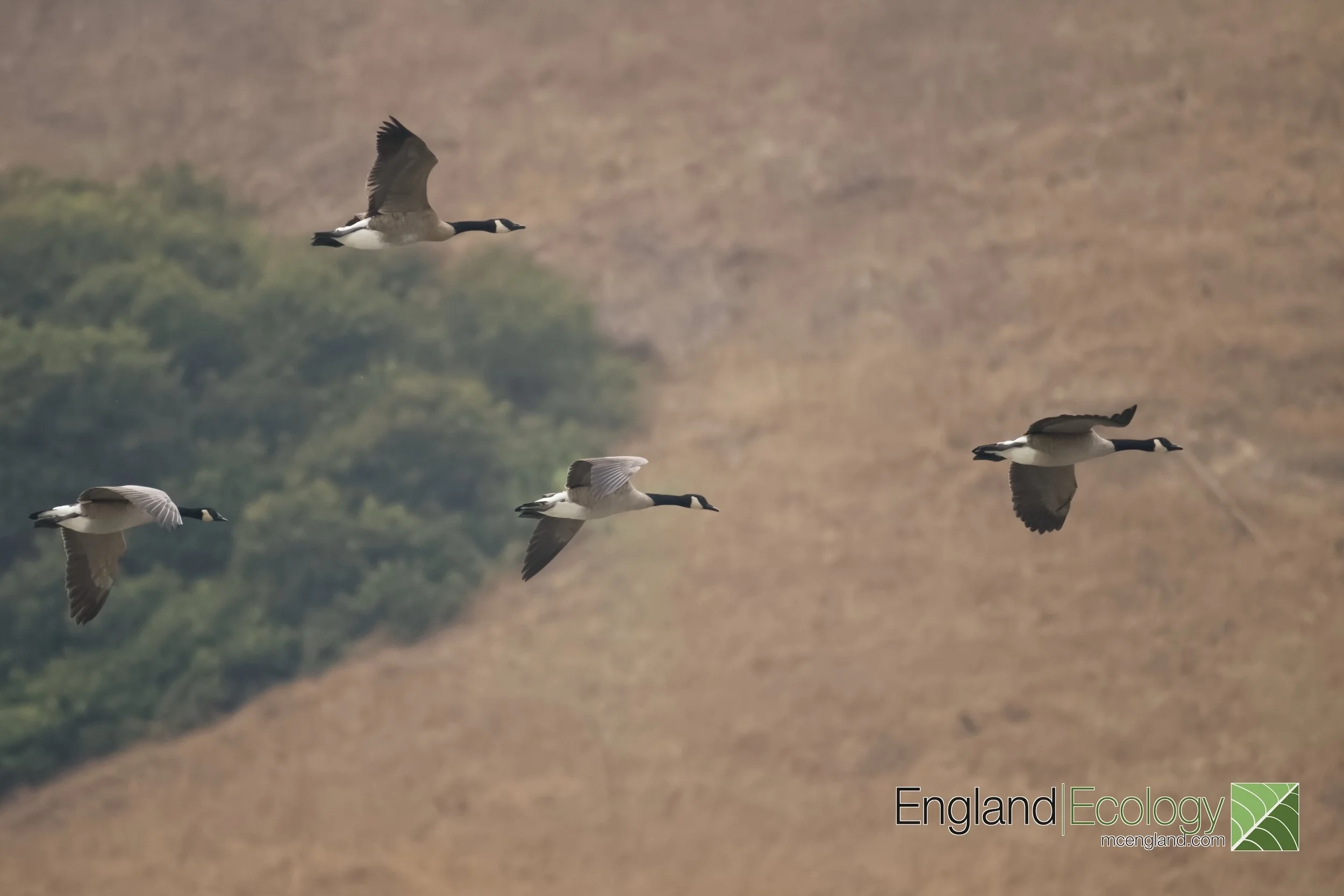 Canada Goose