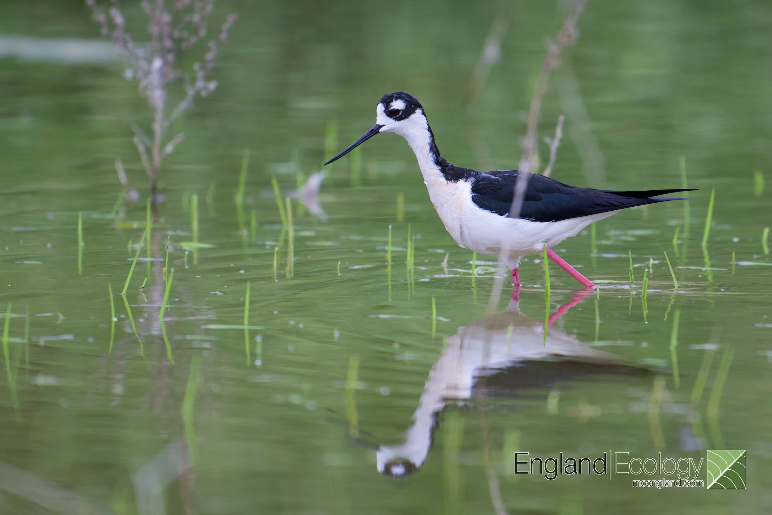 Black-necked Stilt