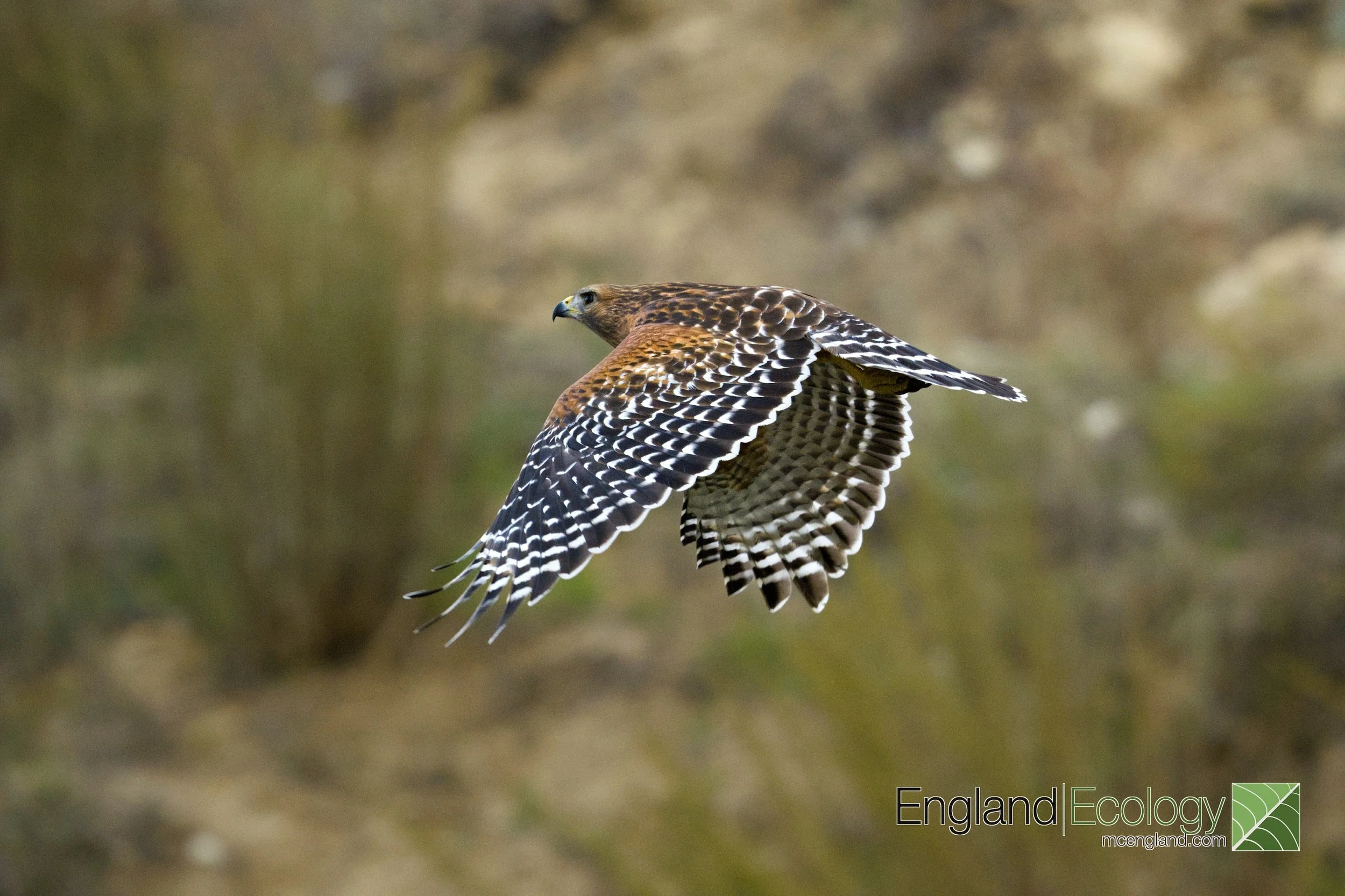 Red-shouldered Hawk