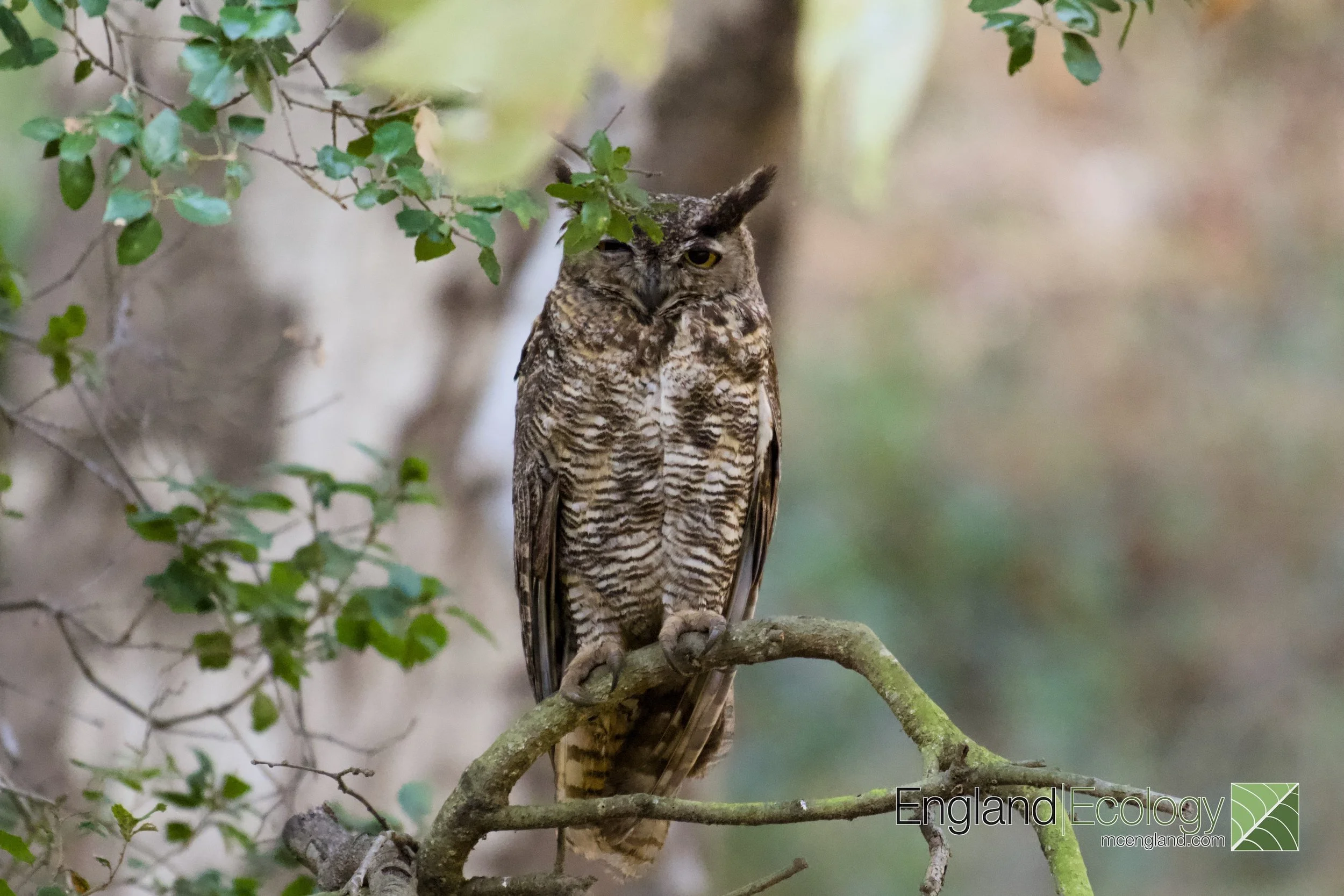 Great Horned Owl
