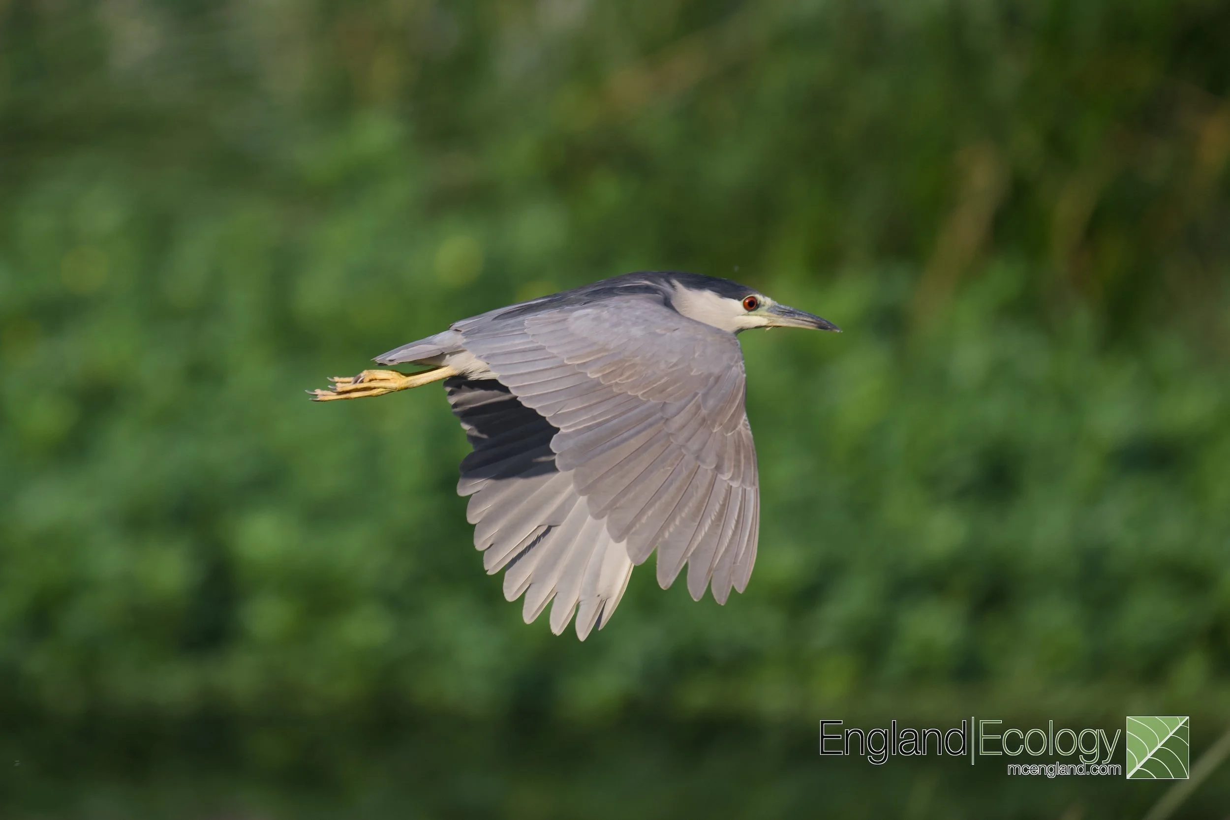 Black-crowned Night Heron