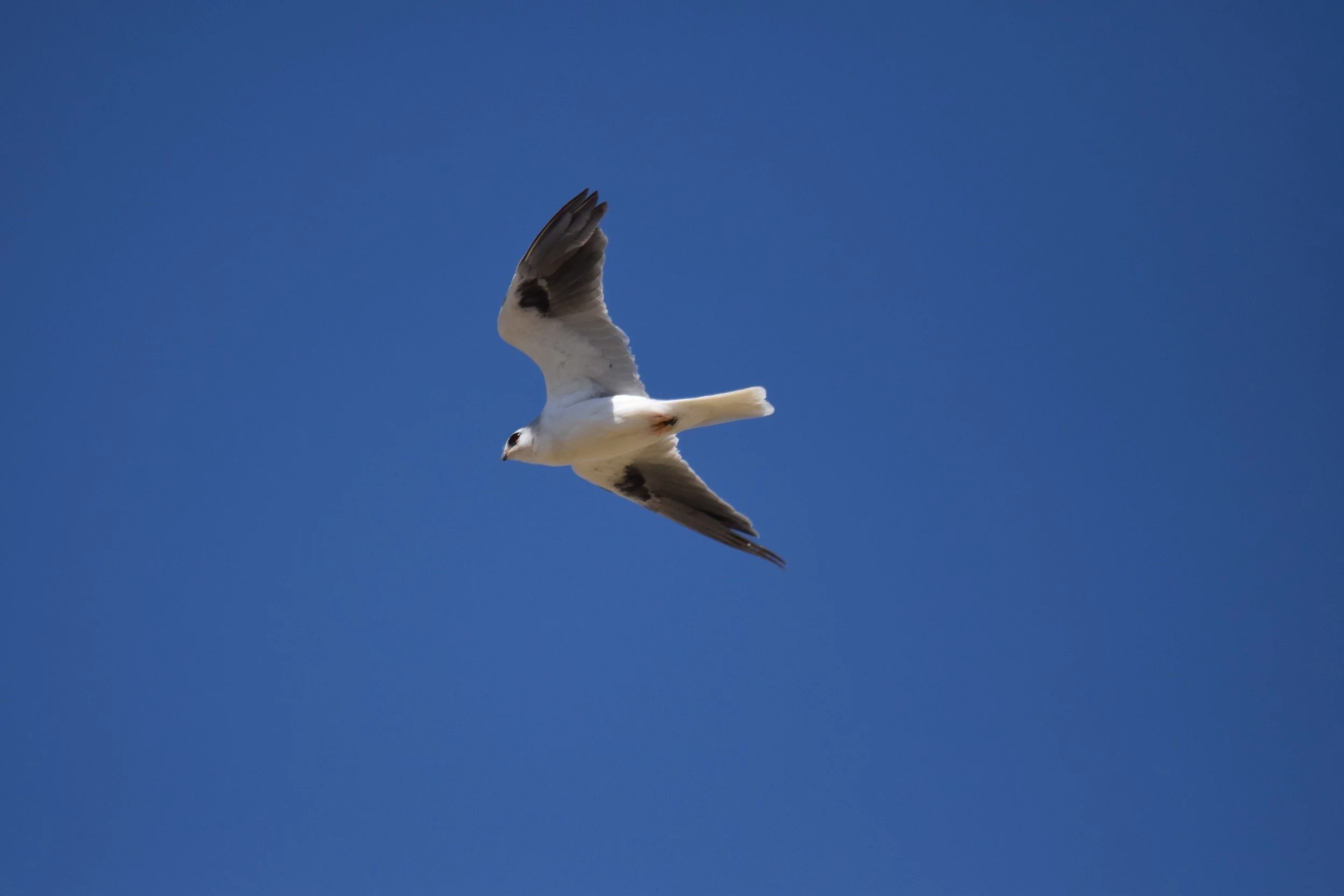 Special Status Species Surveys