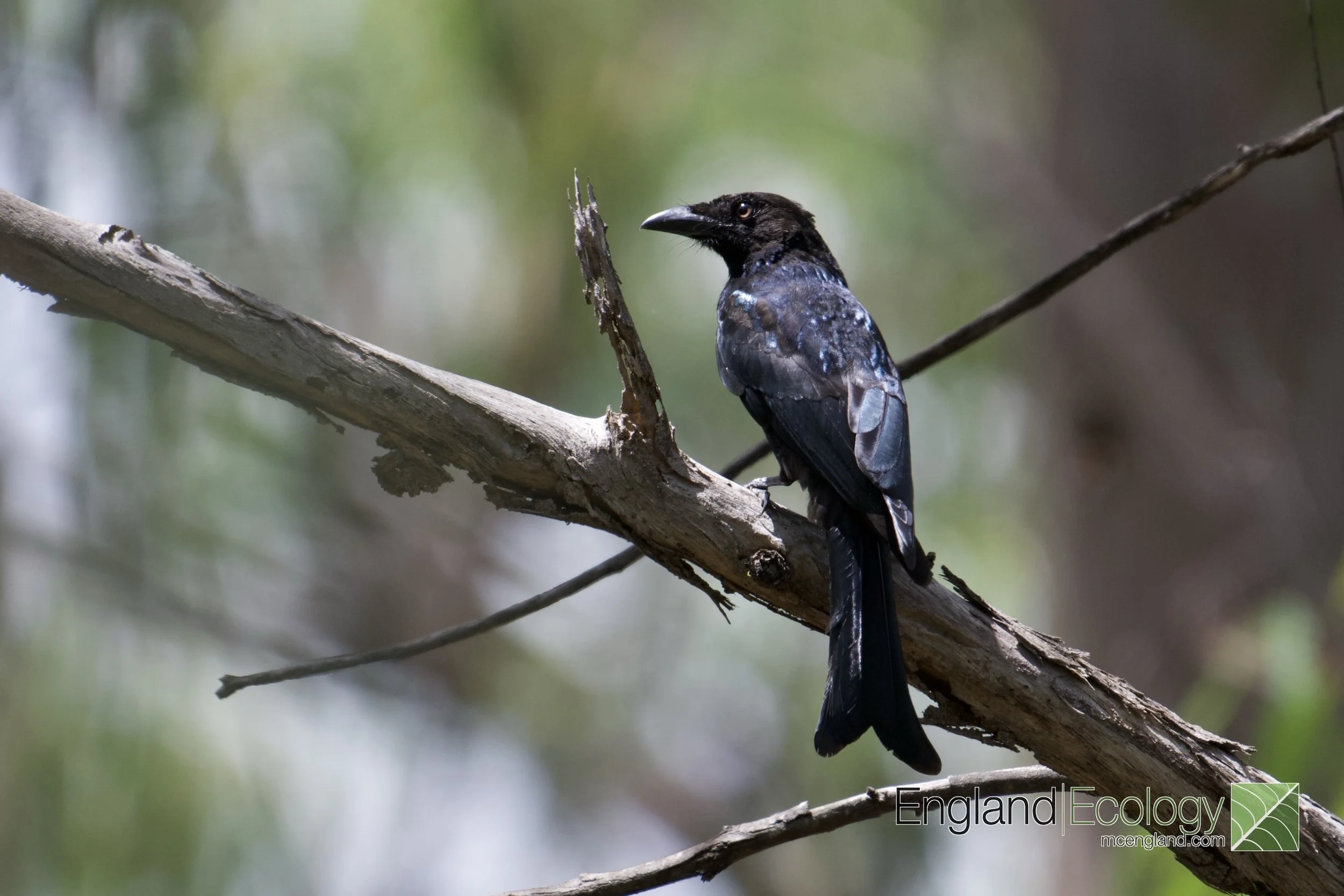 Spangled Drongo