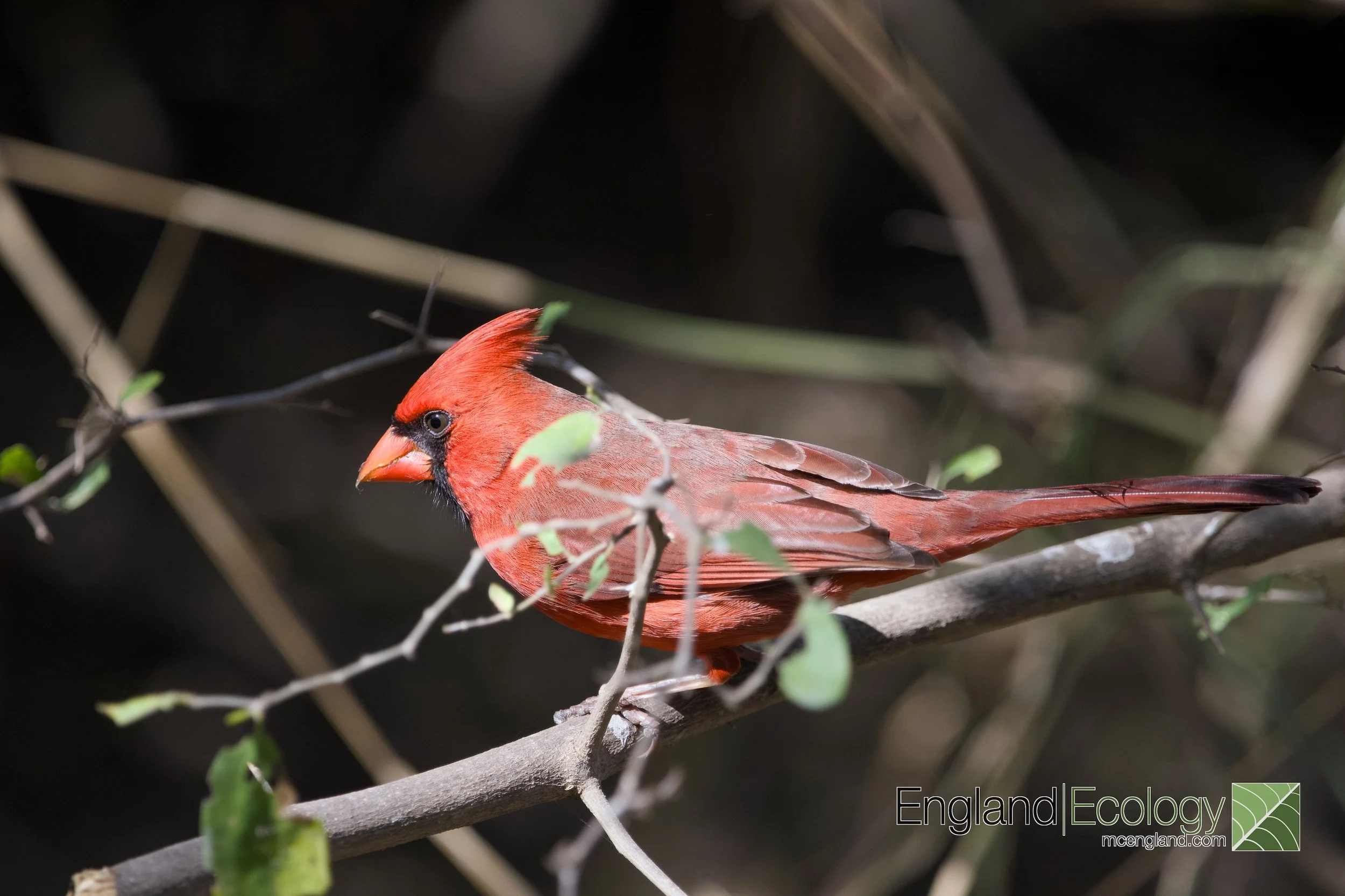Northern Cardinal