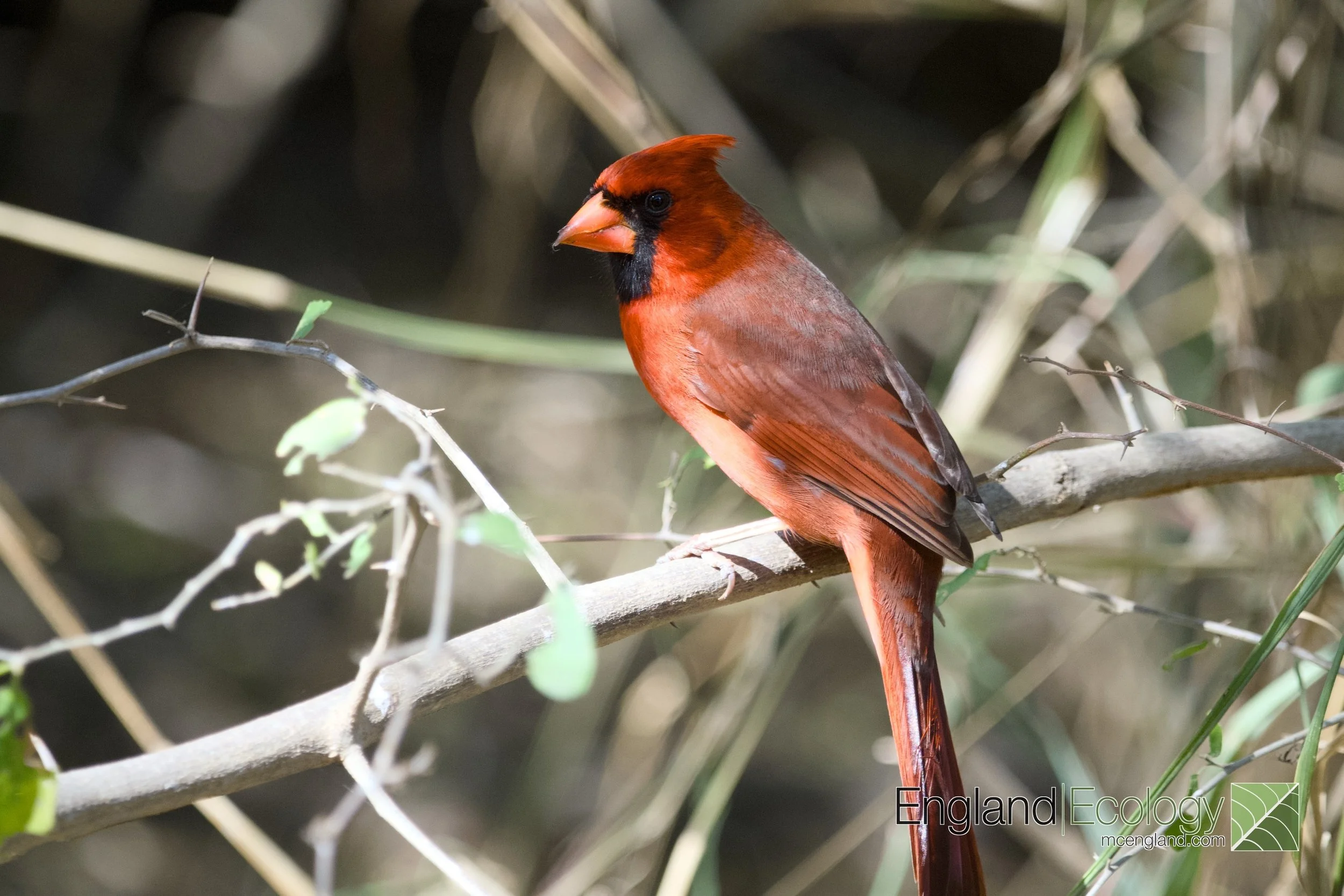 Northern Cardinal
