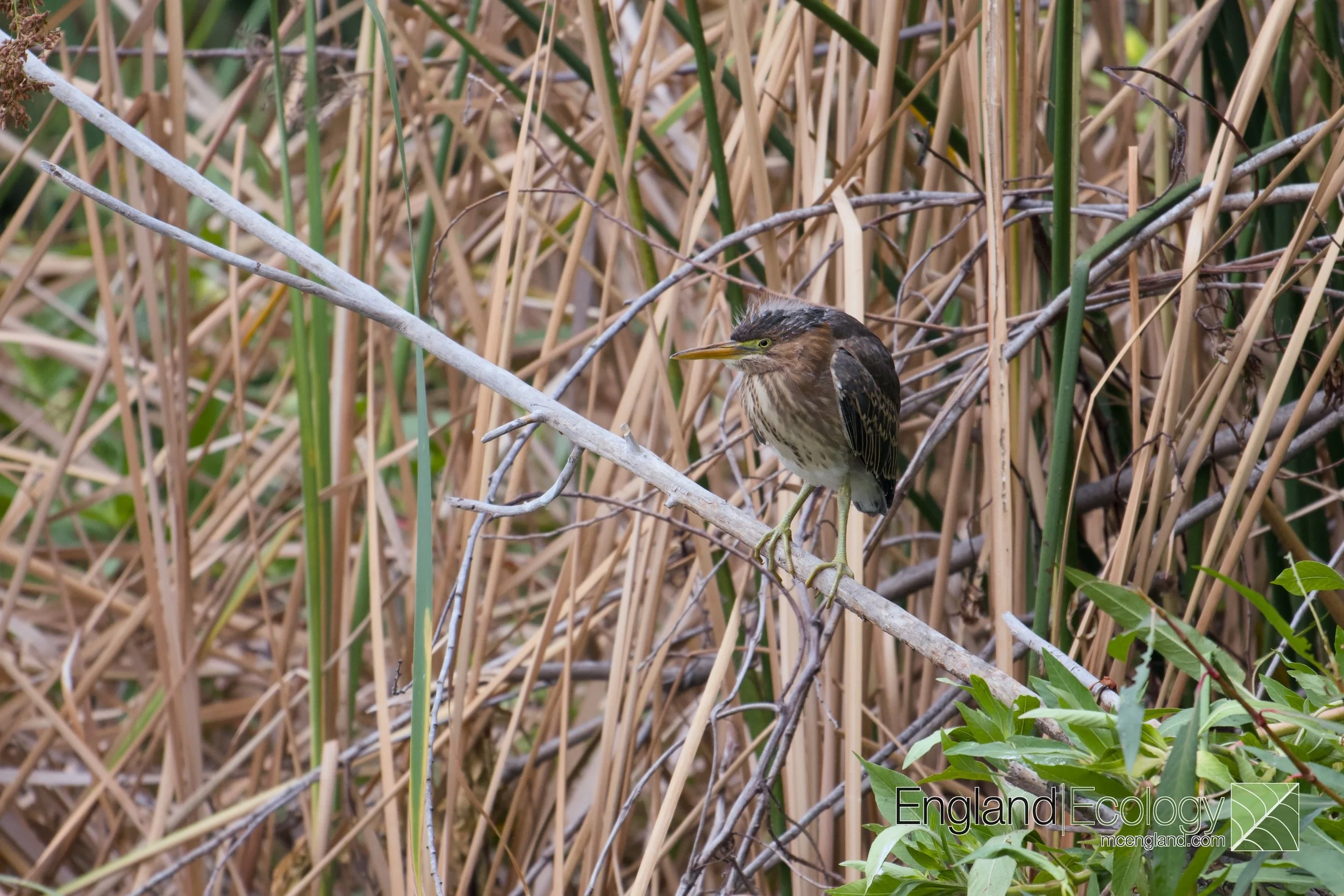 Green Heron