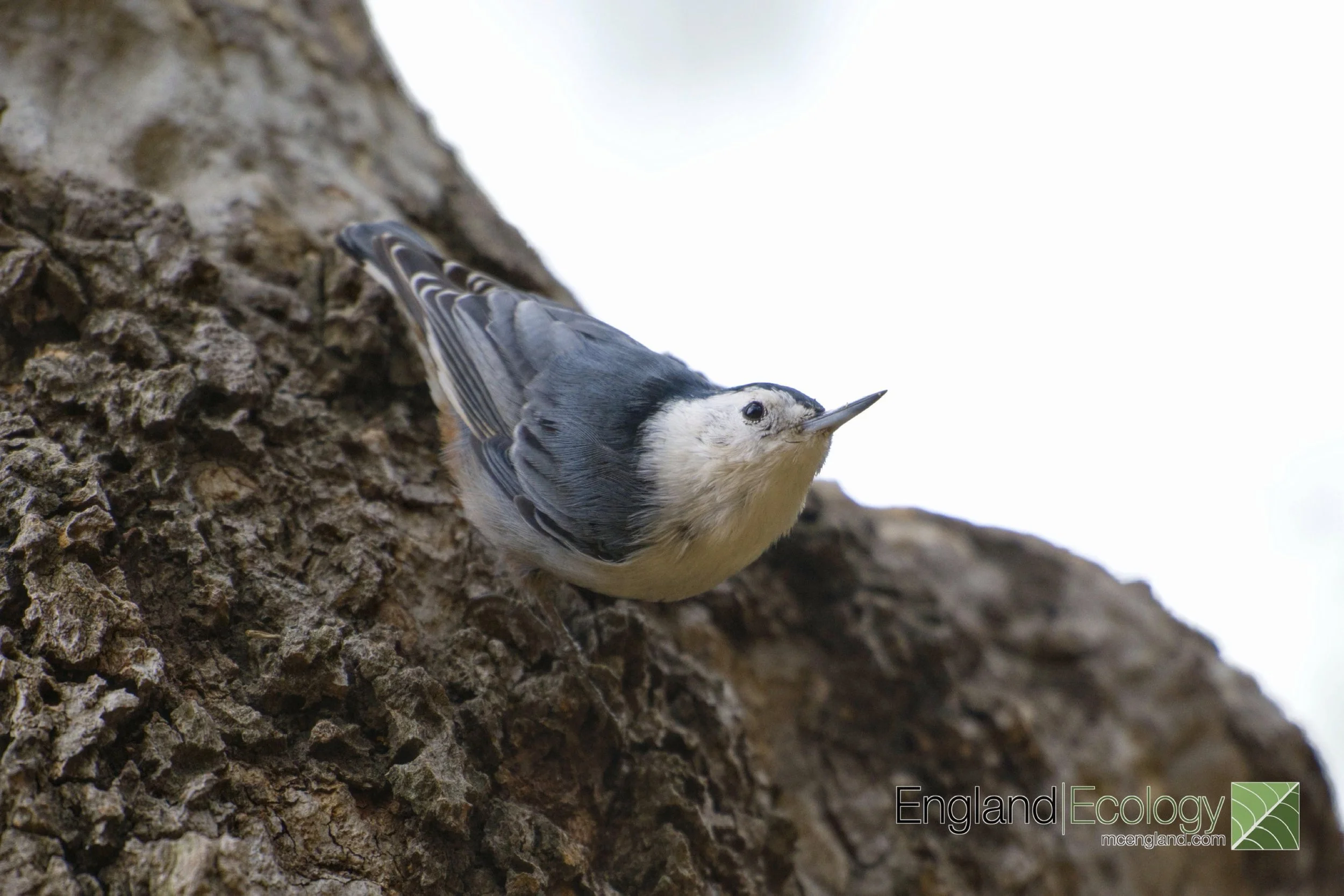 White-breasted Nuthatch