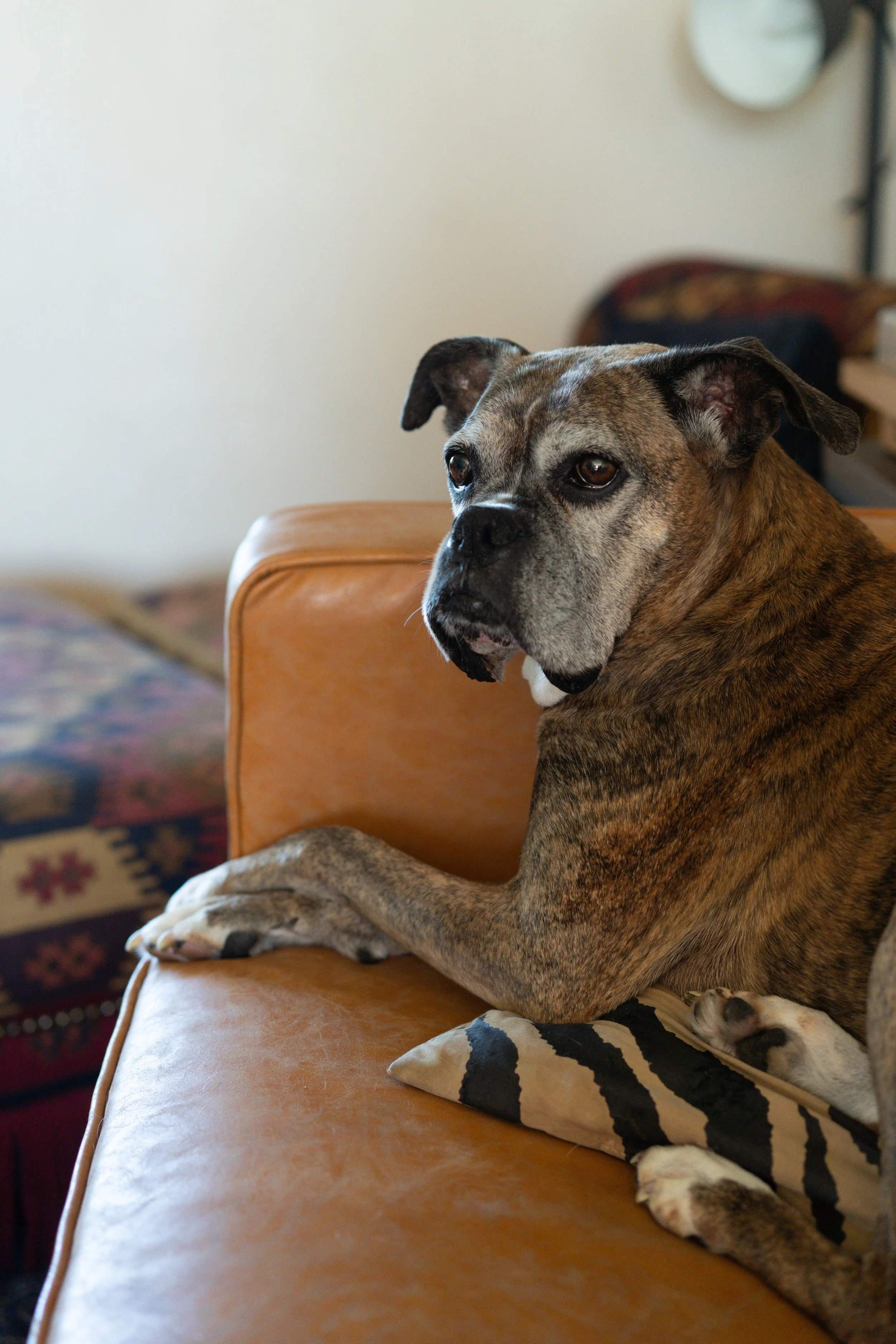 A brindle-colored dog with a white chest lying on a tan leather couch, gazing off to the side in a cozy living room.
