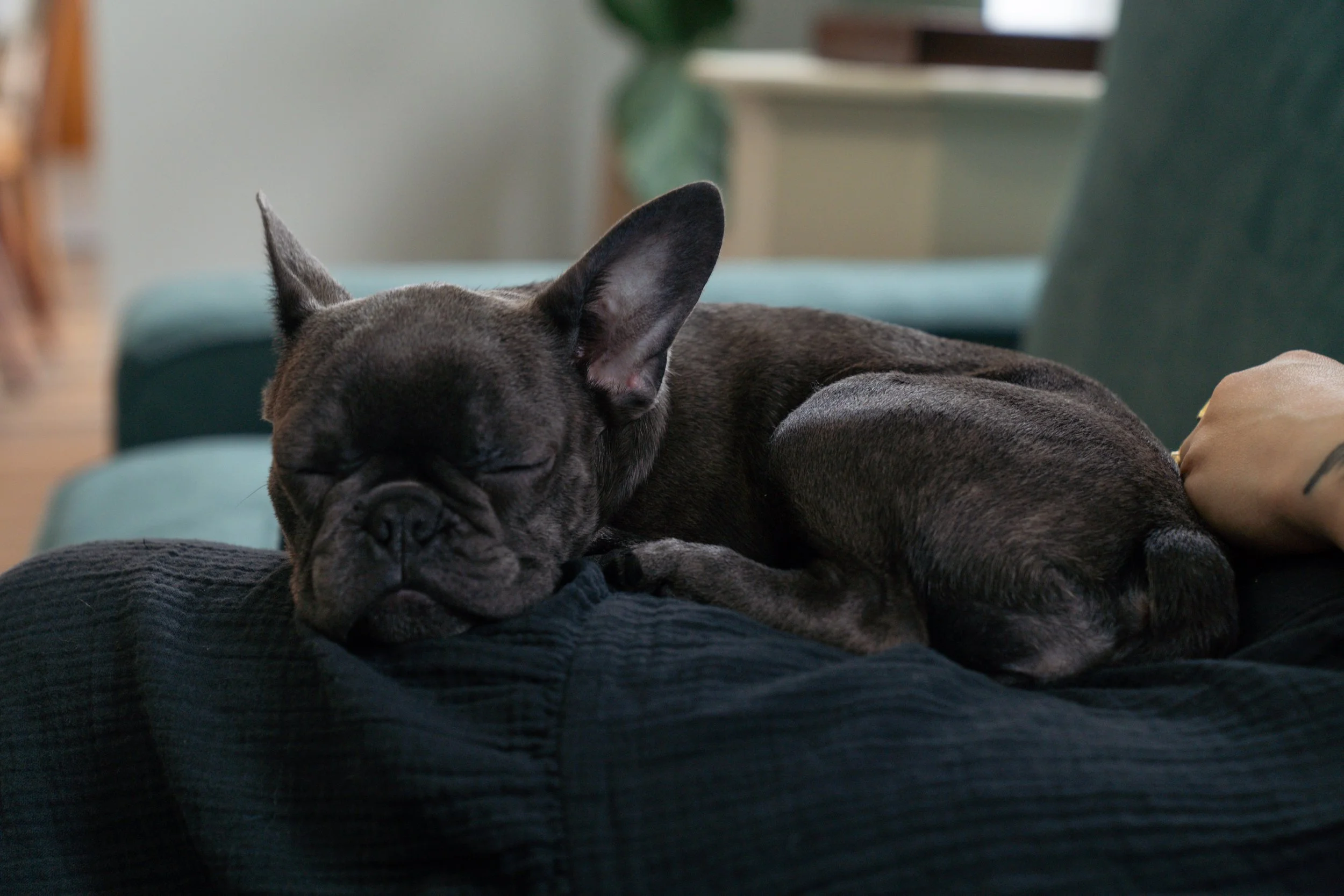 A black French Bulldog puppy sleeping on a person's lap on a black couch in a cozy living room.