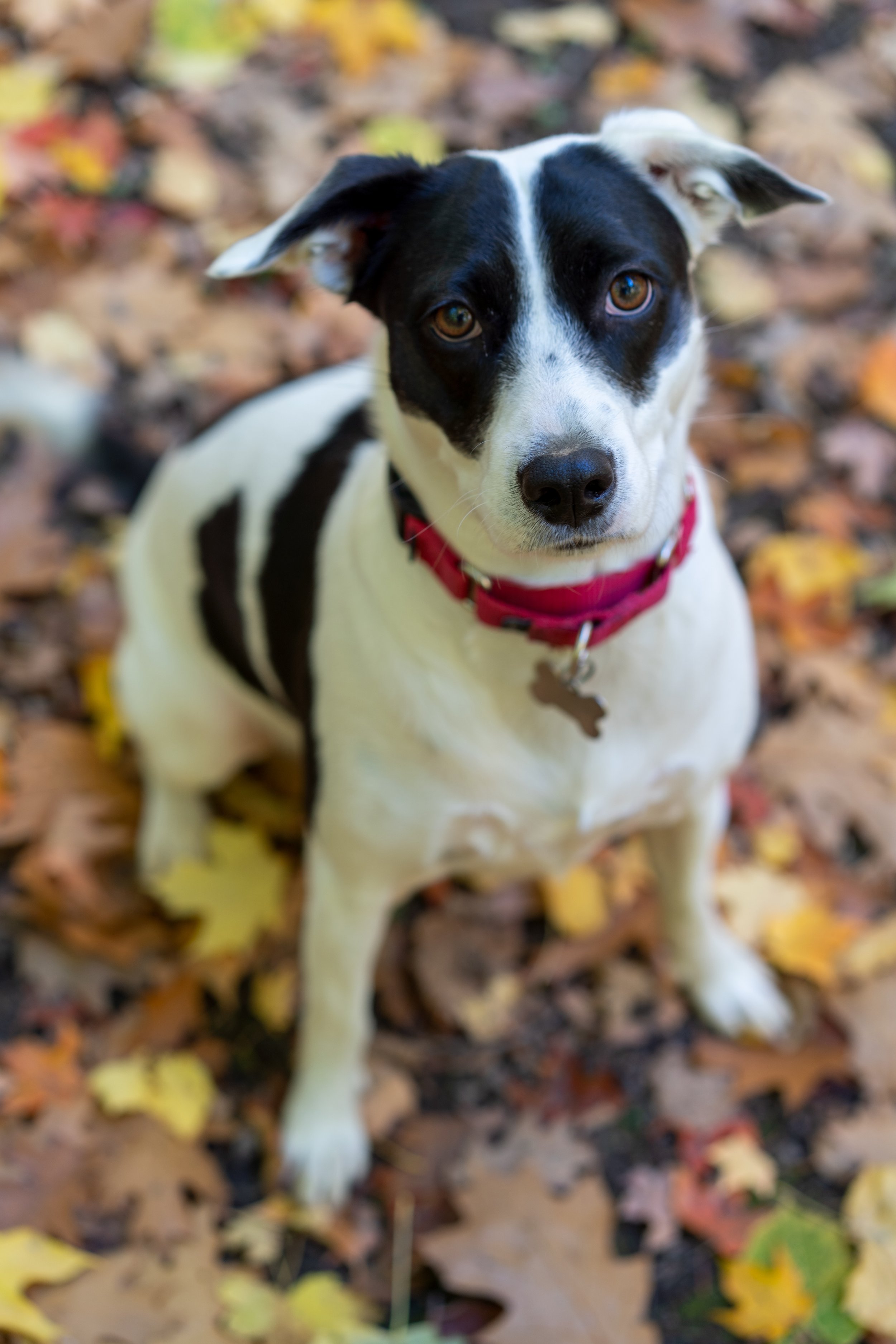 A black and white dog with amber eyes, wearing a red collar with a dog-shaped tag, sitting on fallen autumn leaves.