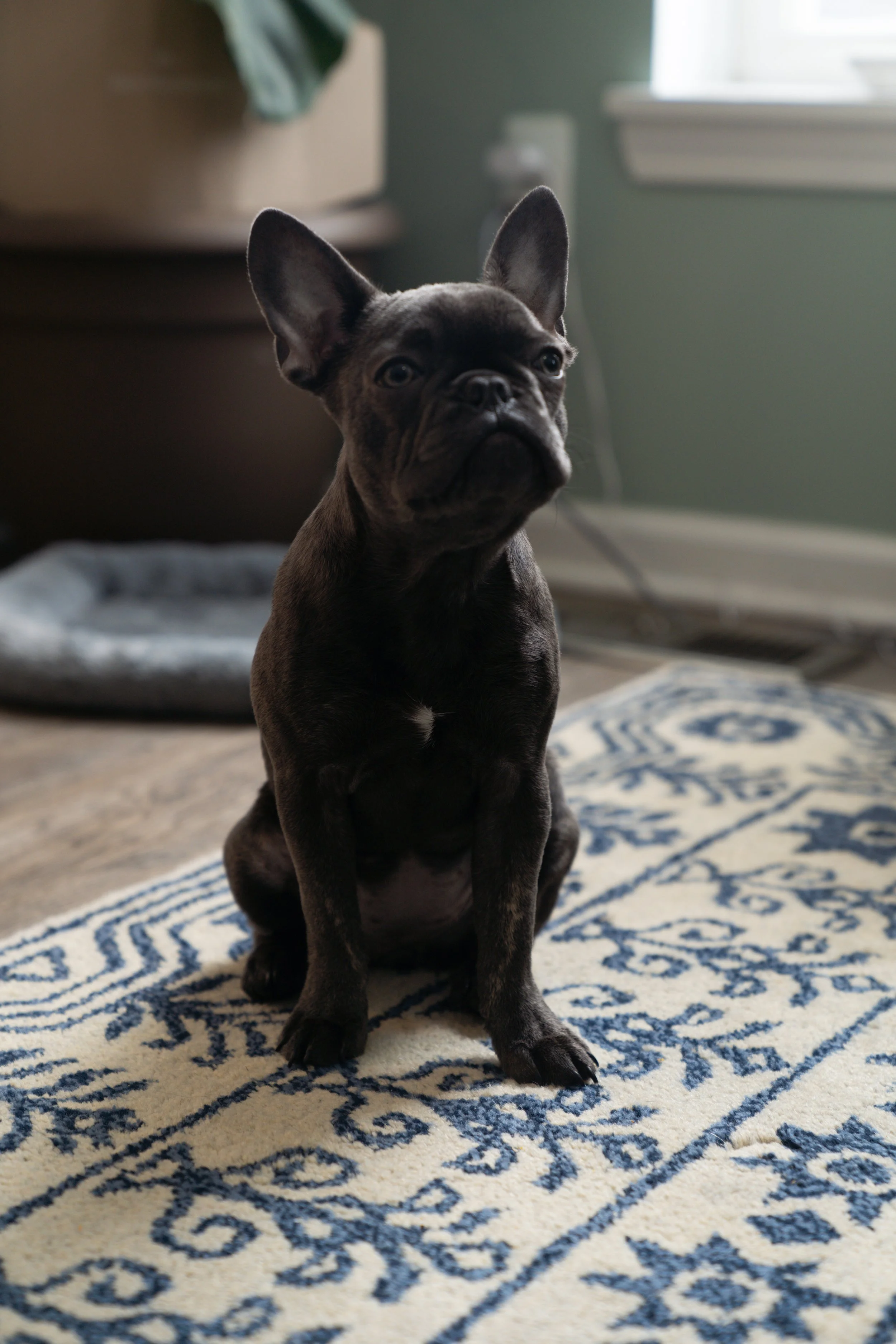A small black French Bulldog puppy with large ears sitting on a patterned rug in a room with a green wall, window, and pet bed in the background.