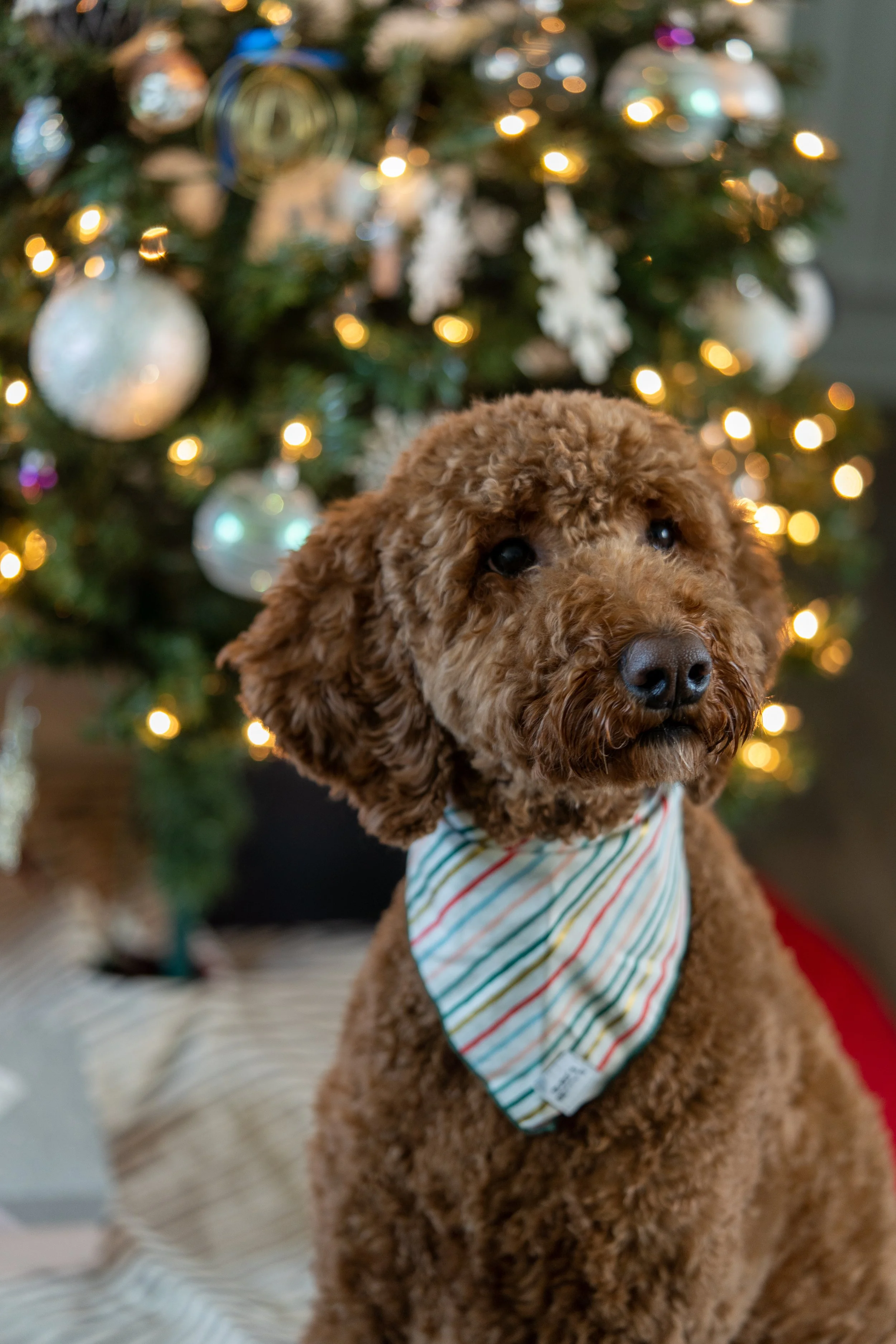 A brown curly-haired dog wearing a striped bandana in front of a decorated Christmas tree with lights and ornaments.